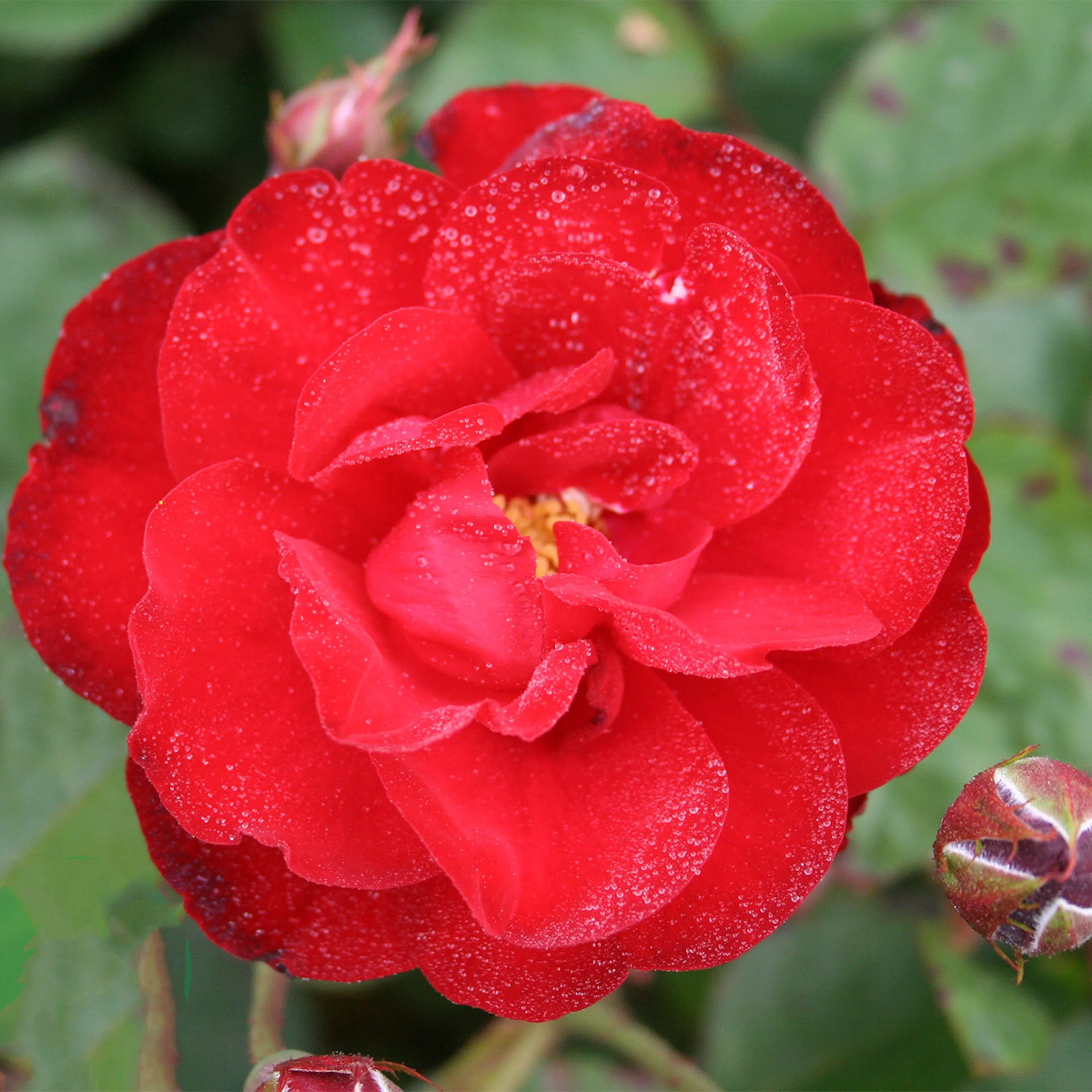 Rosa "Lilli Marleen", 1-pack 1-pack