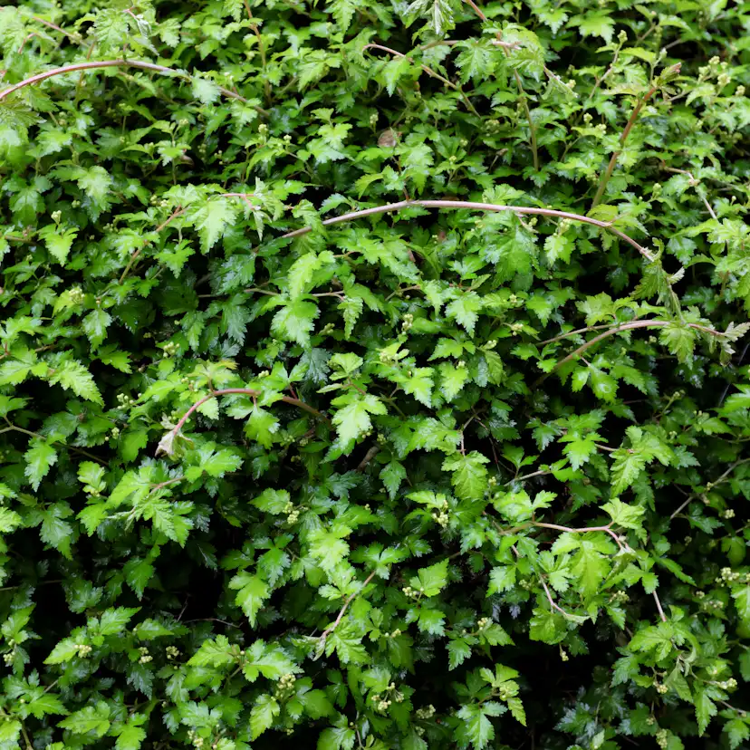 Buske Omnia Garden Stefanandra Liten