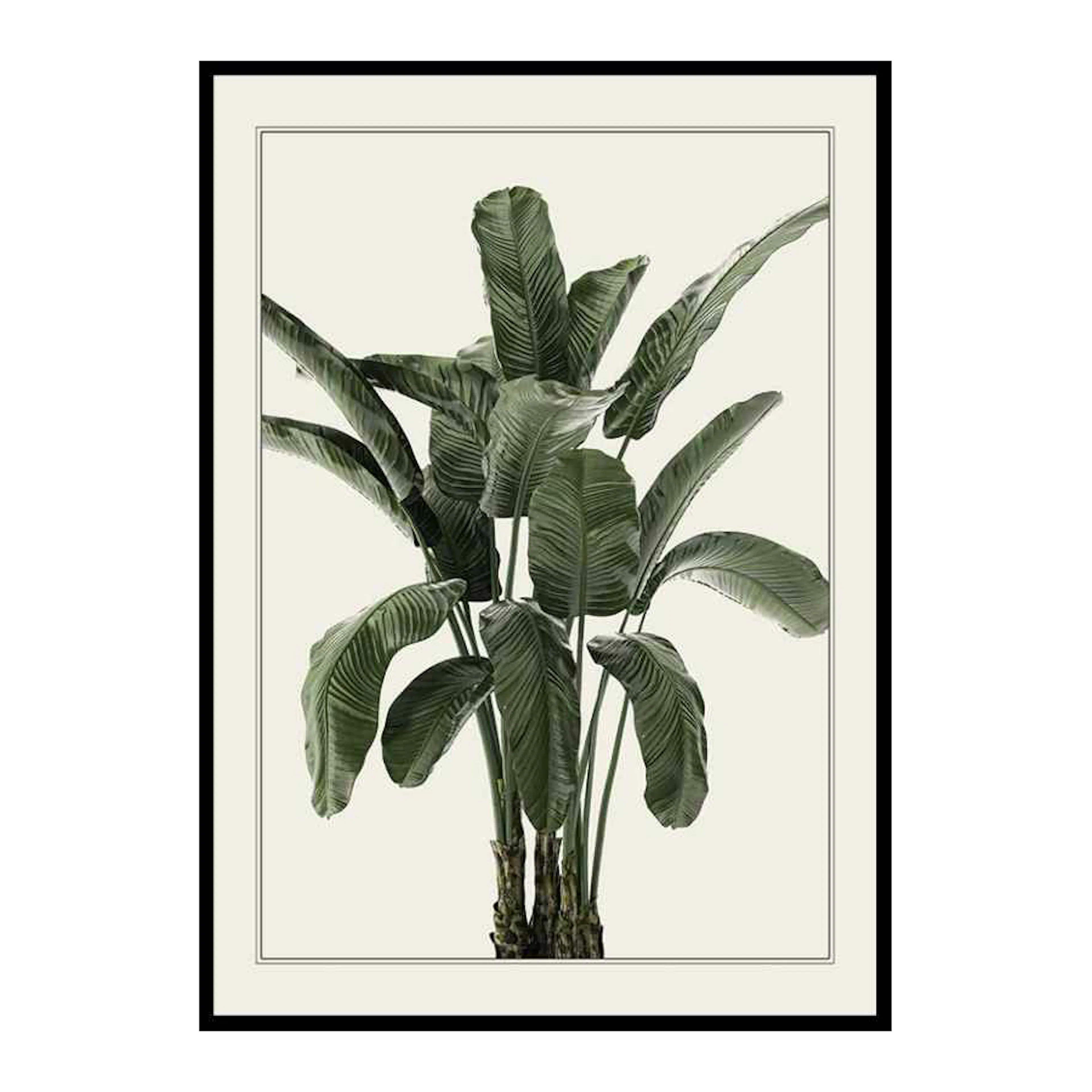 Poster Gallerix Banana Palm