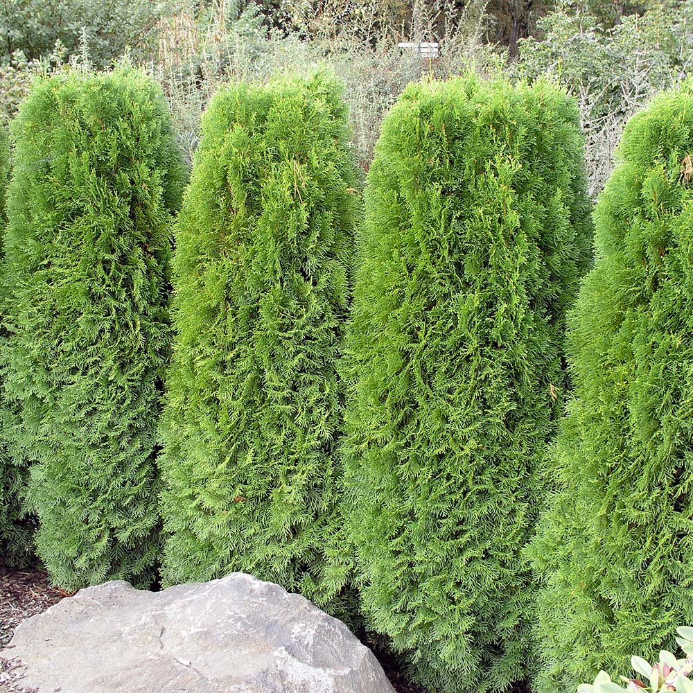 Ädeltuja Omnia Garden 50-60 cm