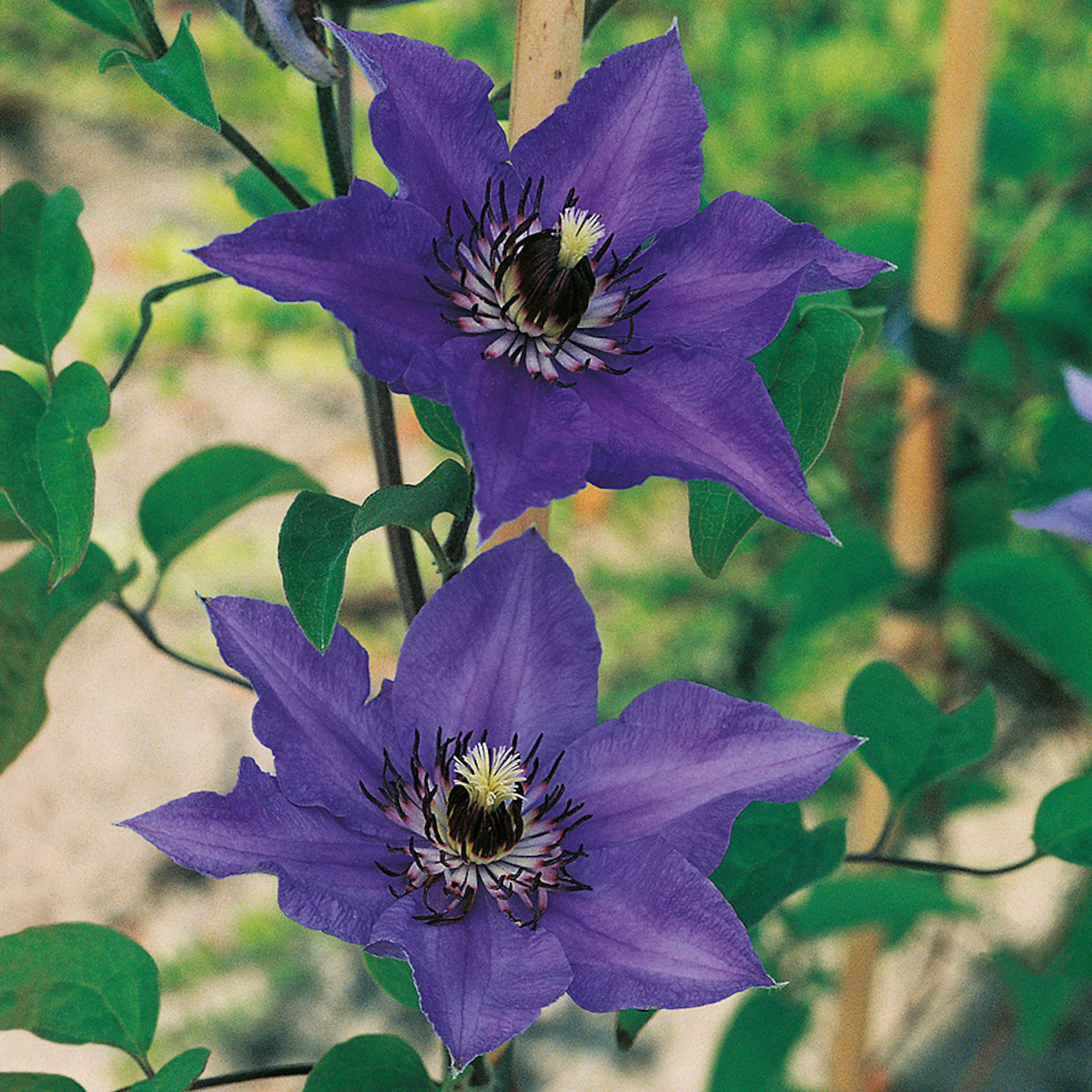 Klätterväxt Royalblå Patens Klematis Omnia Garden 40-60 cm