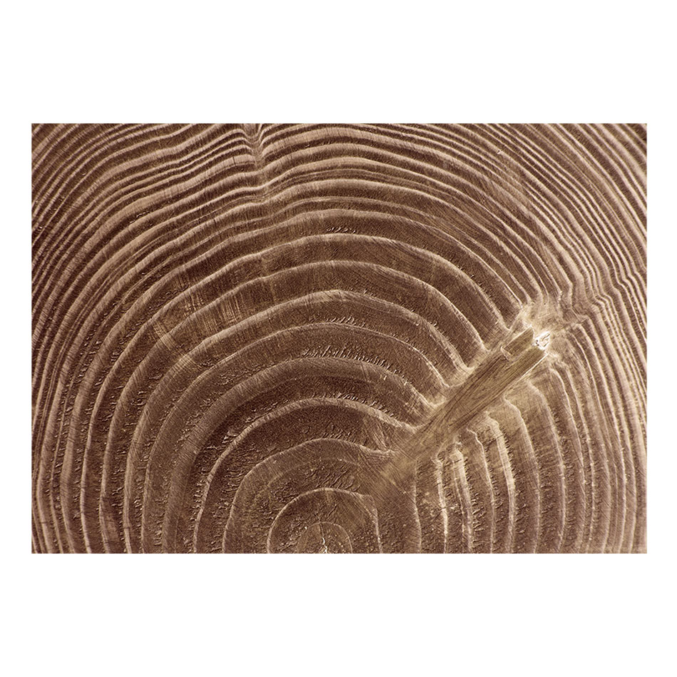 Fototapet Arkiio Raw Tree