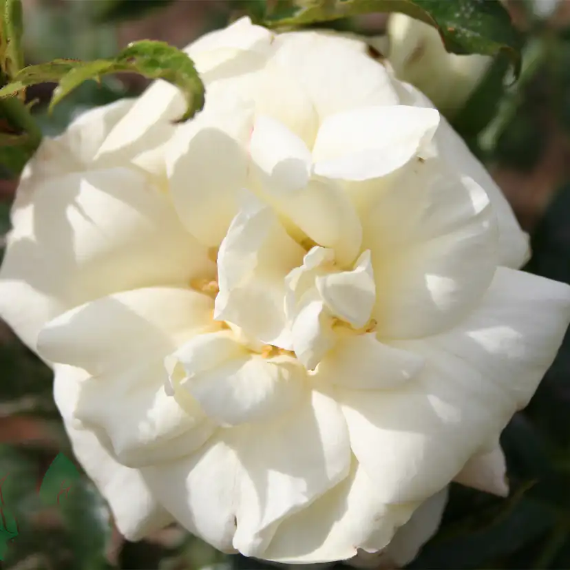 Flerblommig Rabattros Omnia Garden La Paloma