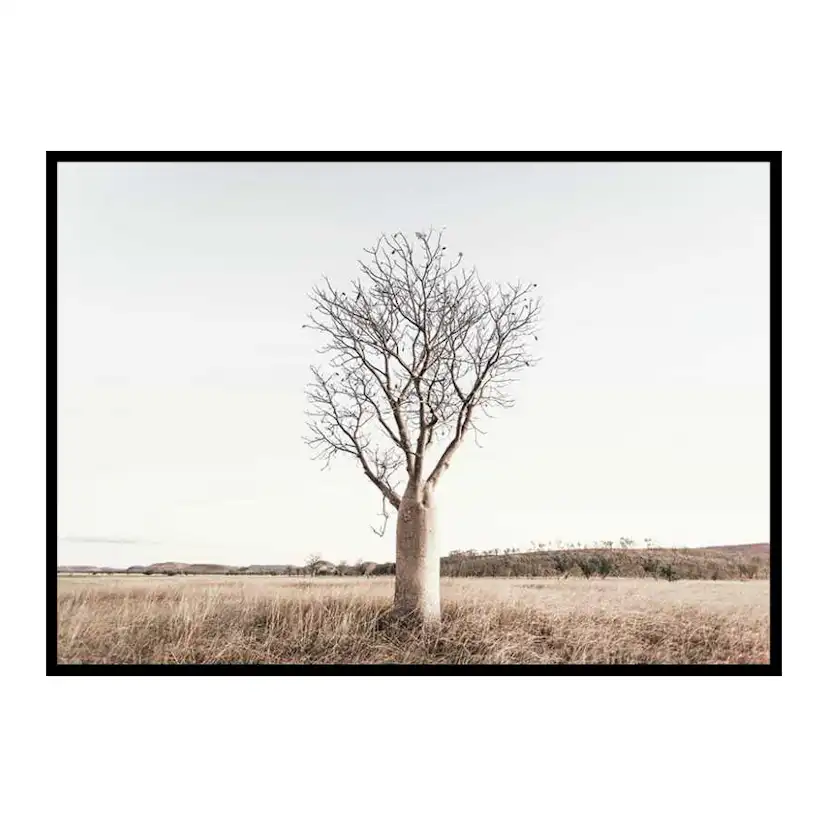 Poster Gallerix Boab Tree