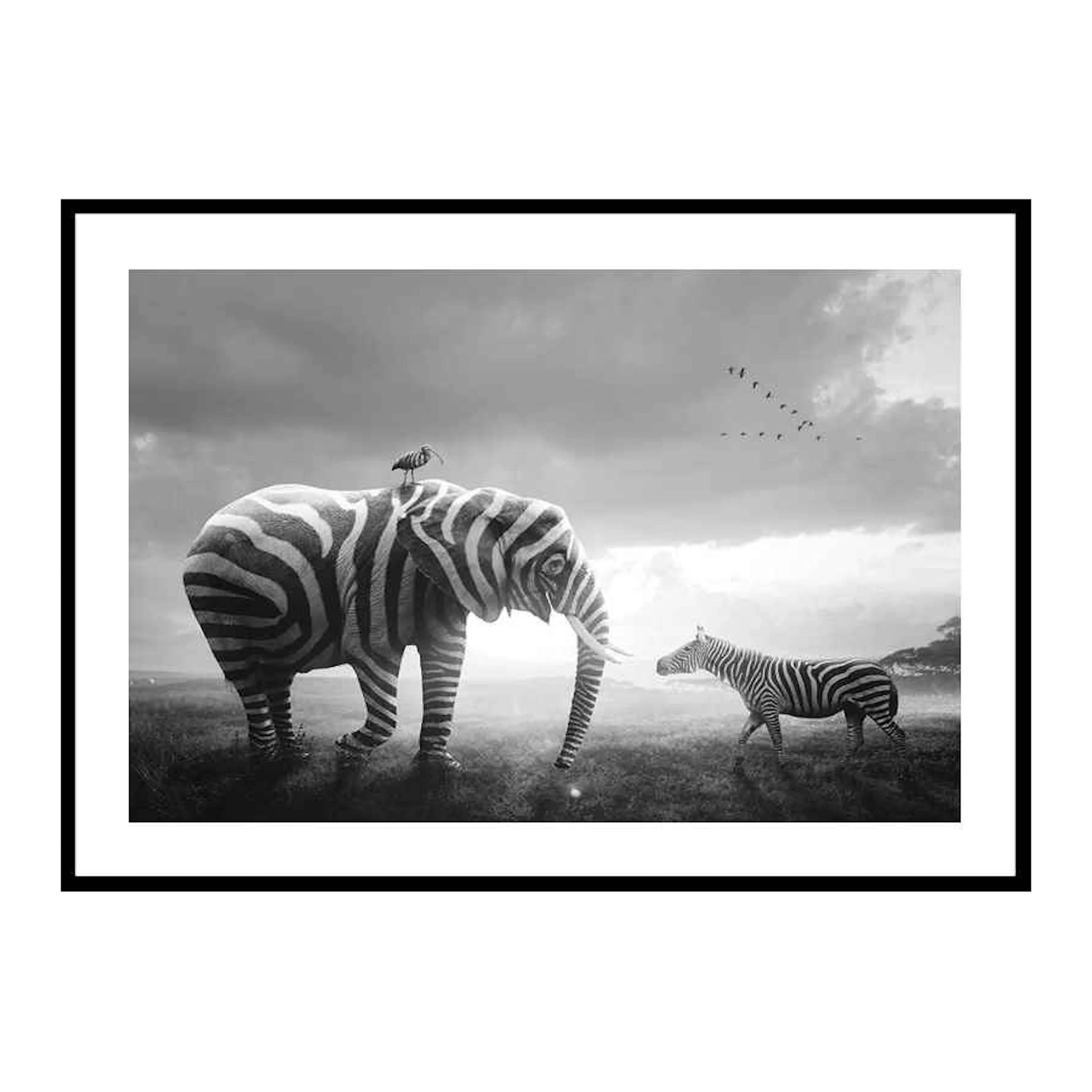 Zebraphant 30x40 cm