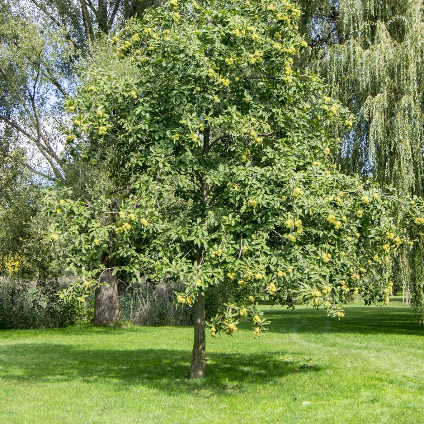 Äkta Kastanj Omnia Garden Castanea Sativa Högstam