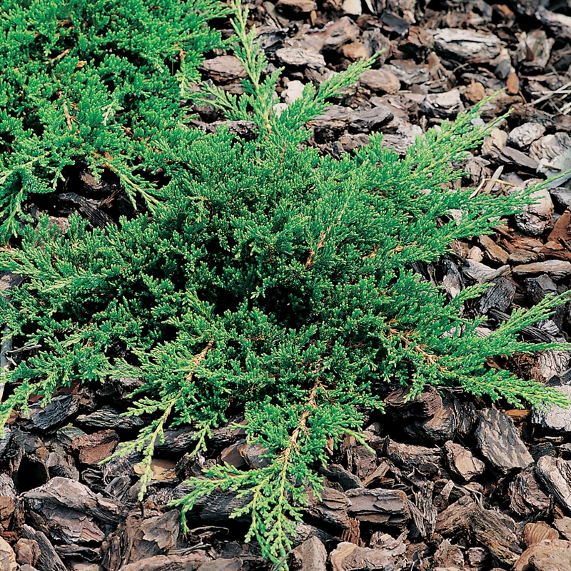 Prydnadsbuske Amerikansk Kryp-En Omnia Garden Prince of Wales