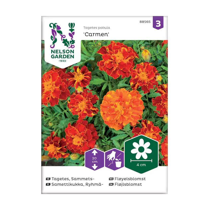 Frö Sammetstagetes Nelson Garden Carmen