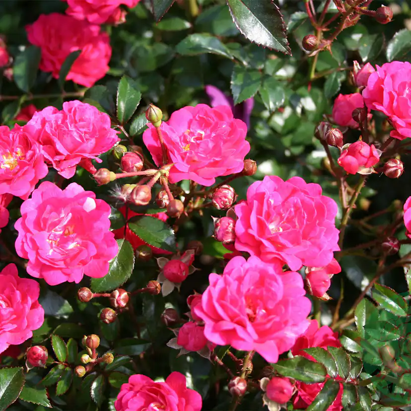 Marktäckande Rabattros Omnia Garden Red Fairy Rosa