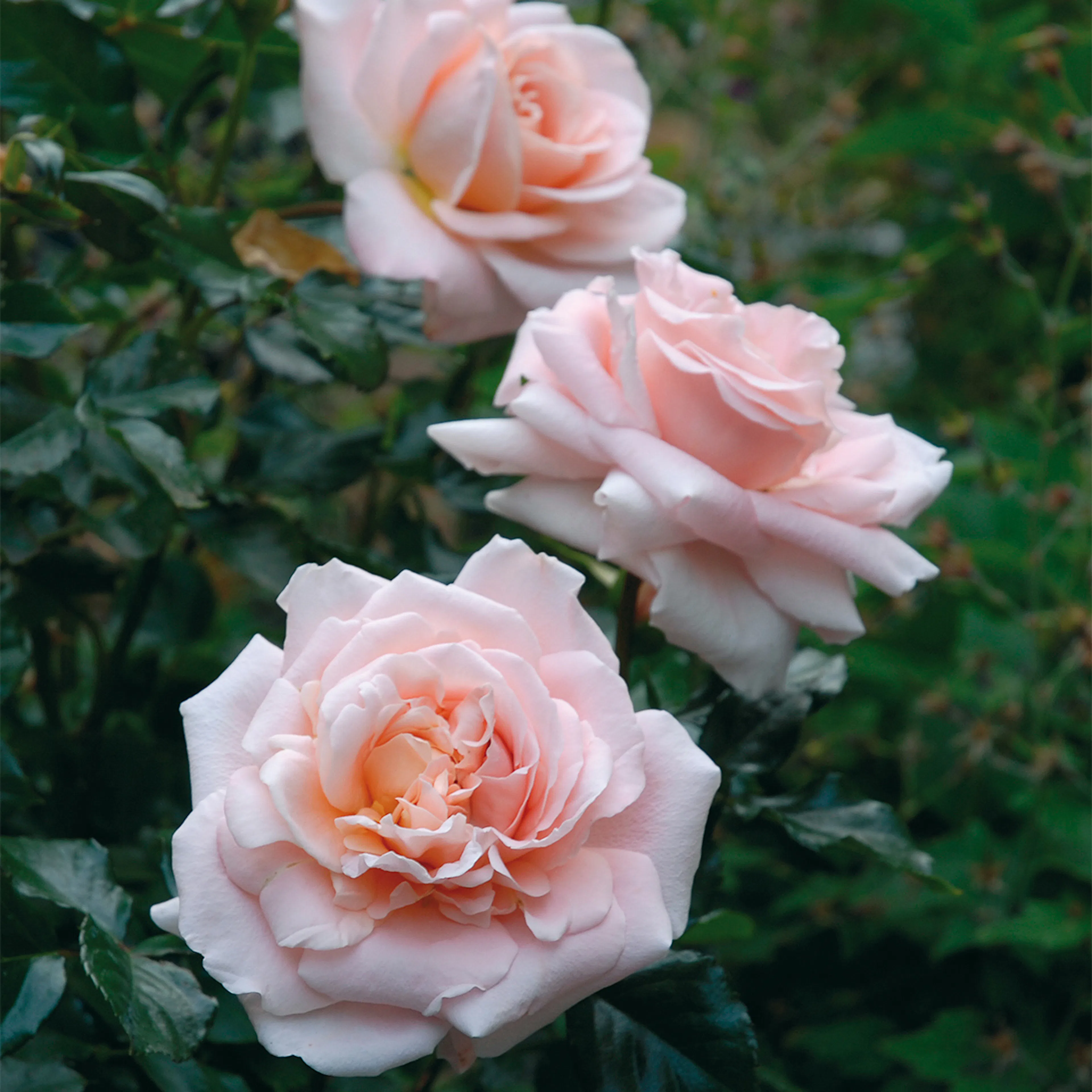 Rosa "Kalmar", 1-pack 1-pack