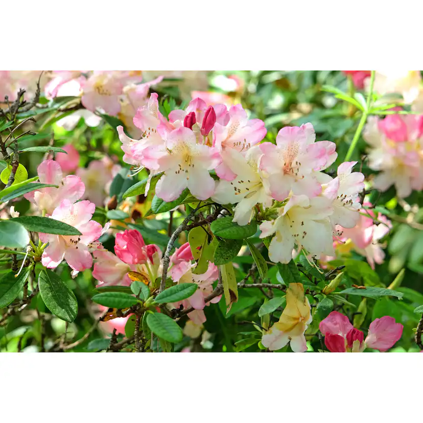 Rhododendron Omnia Garden Percy Wiseman 25-30 cm