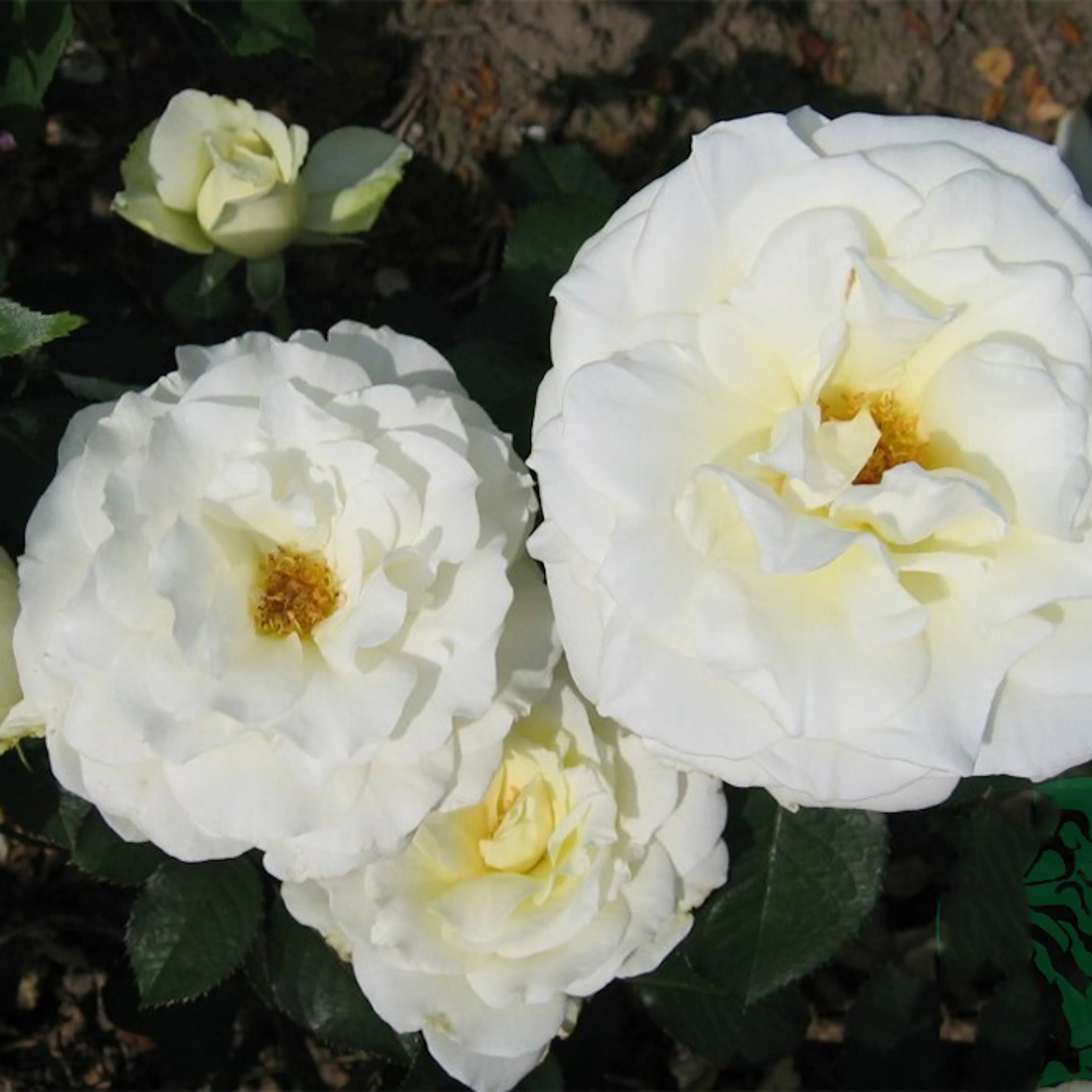 Rosa "Memoire", 1-pack 1-pack