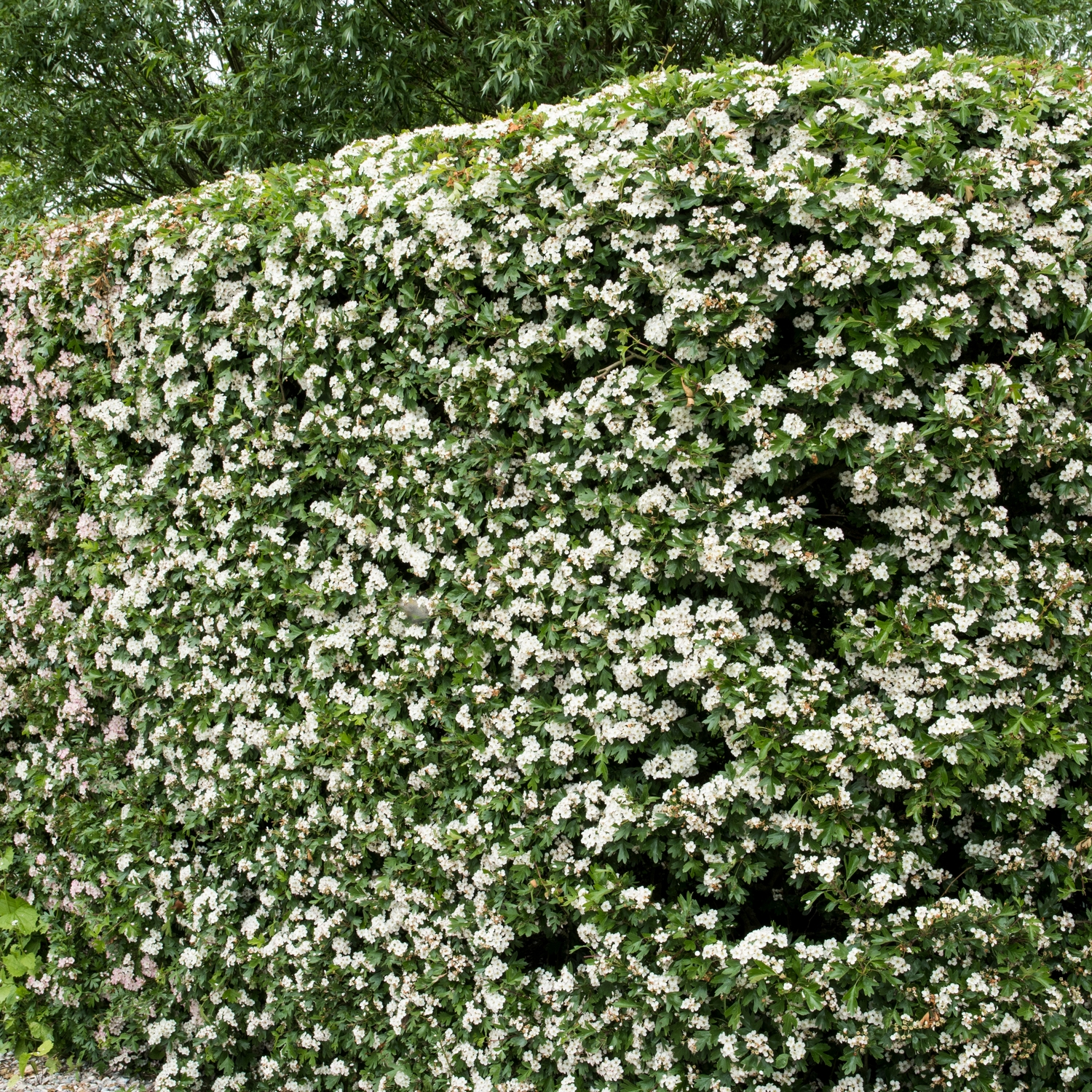 Häck Omnia Garden Trubbhagtorn