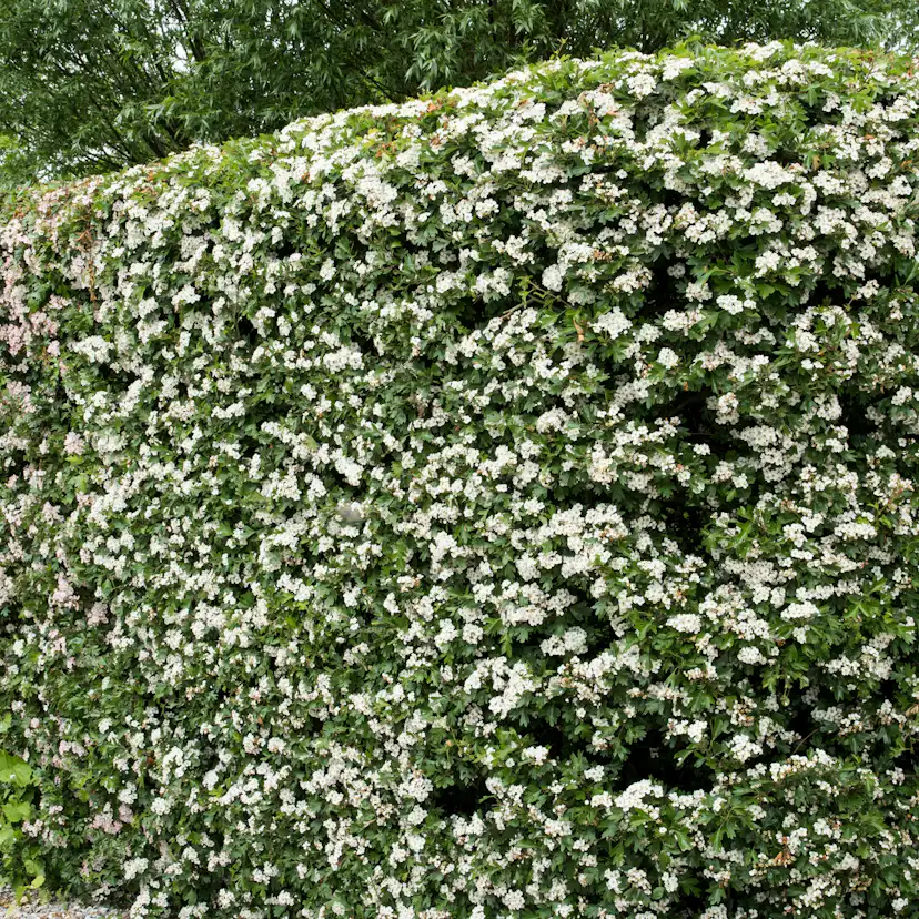 Häck Omnia Garden Trubbhagtorn