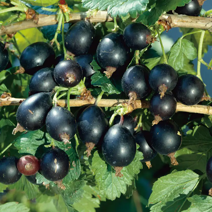 Buske Krusvinbär Omnia Garden Josta 60-80 cm