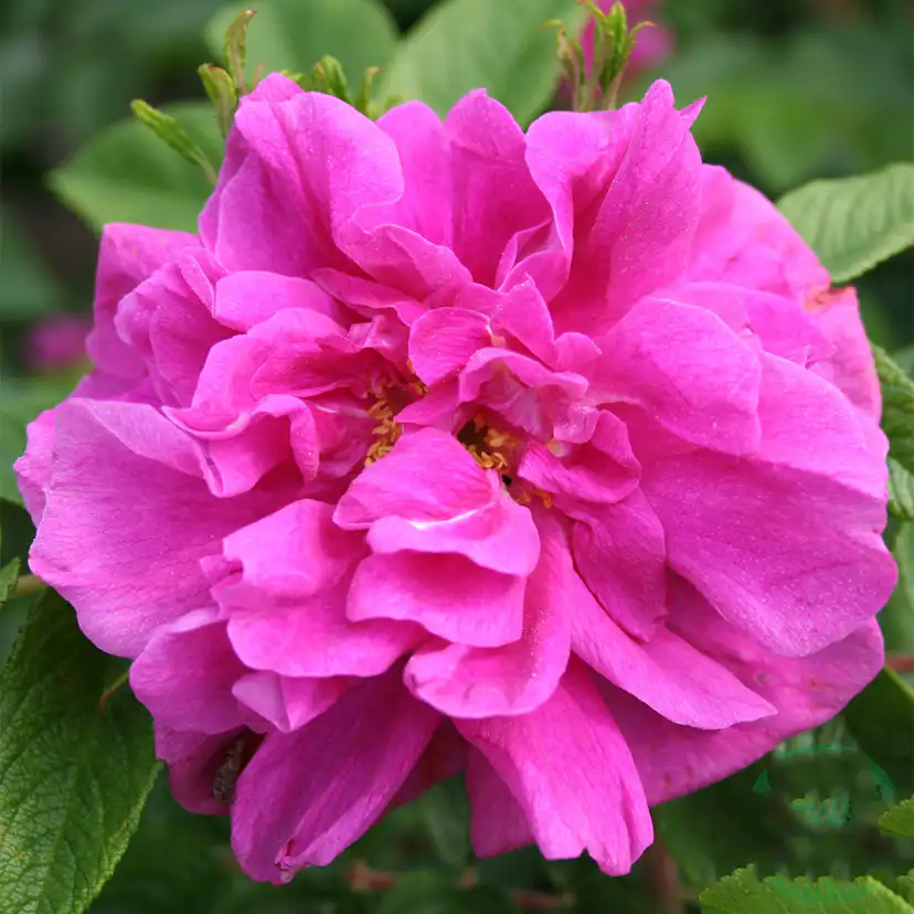 Storblommig Buskros Omnia Garden Hansa