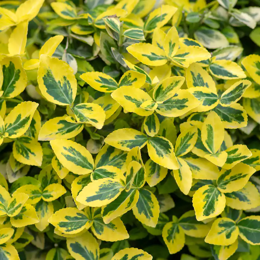 Marktäckare Omnia Garden Gulbrokig Klätterbenved Emerald'n'Gold