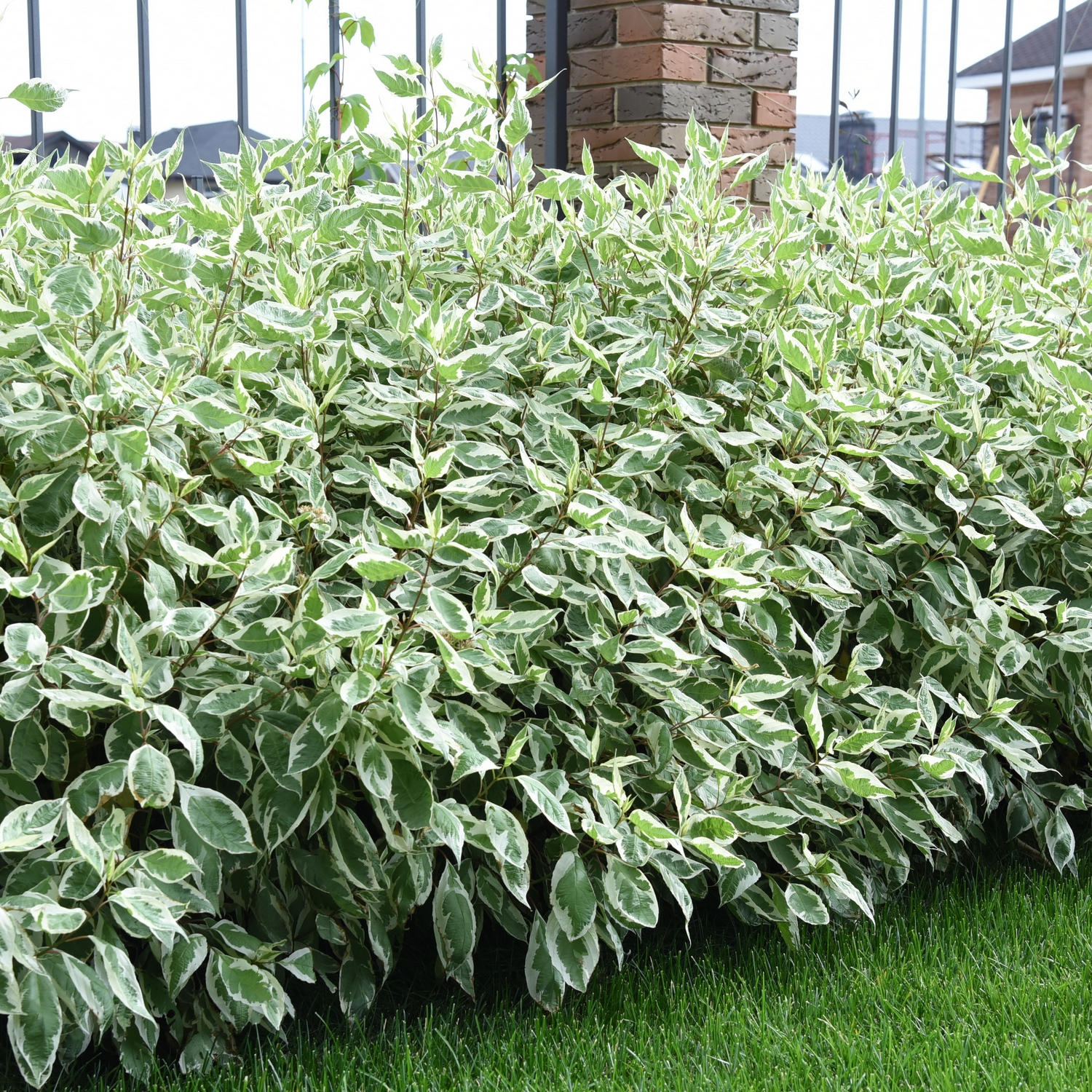 Prydnadsbuske Rysk Kornell Omnia Garden 30-50 cm