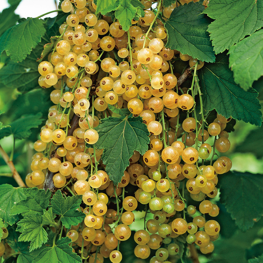 Buske Gulvita Vinbär Omnia Garden 60-80 cm