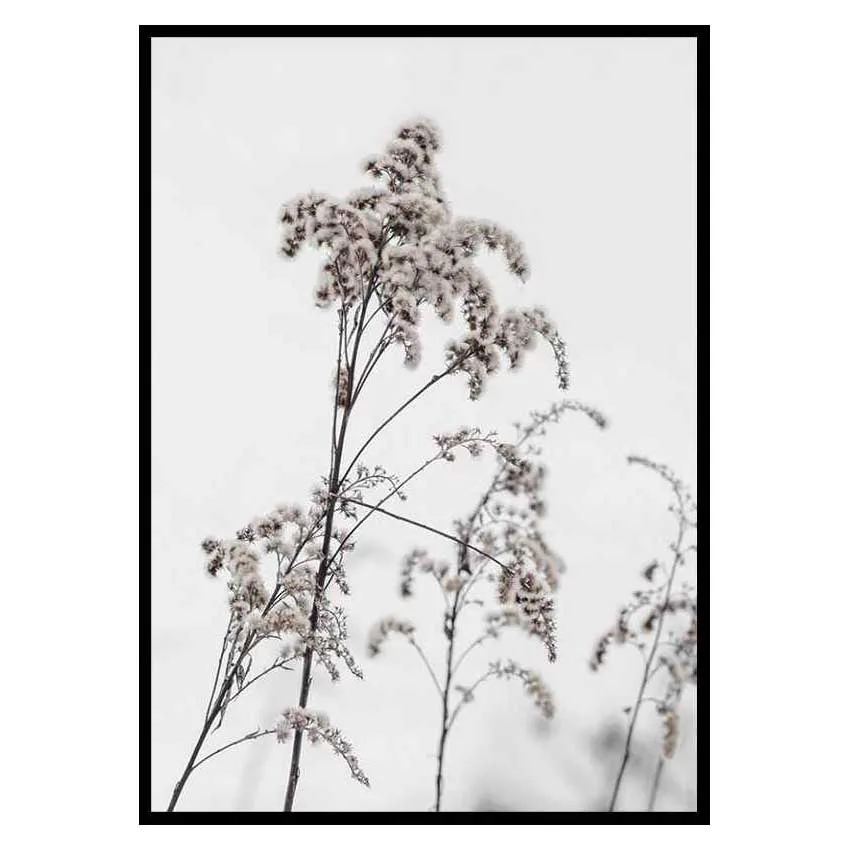 Poster Gallerix Dry Flowers