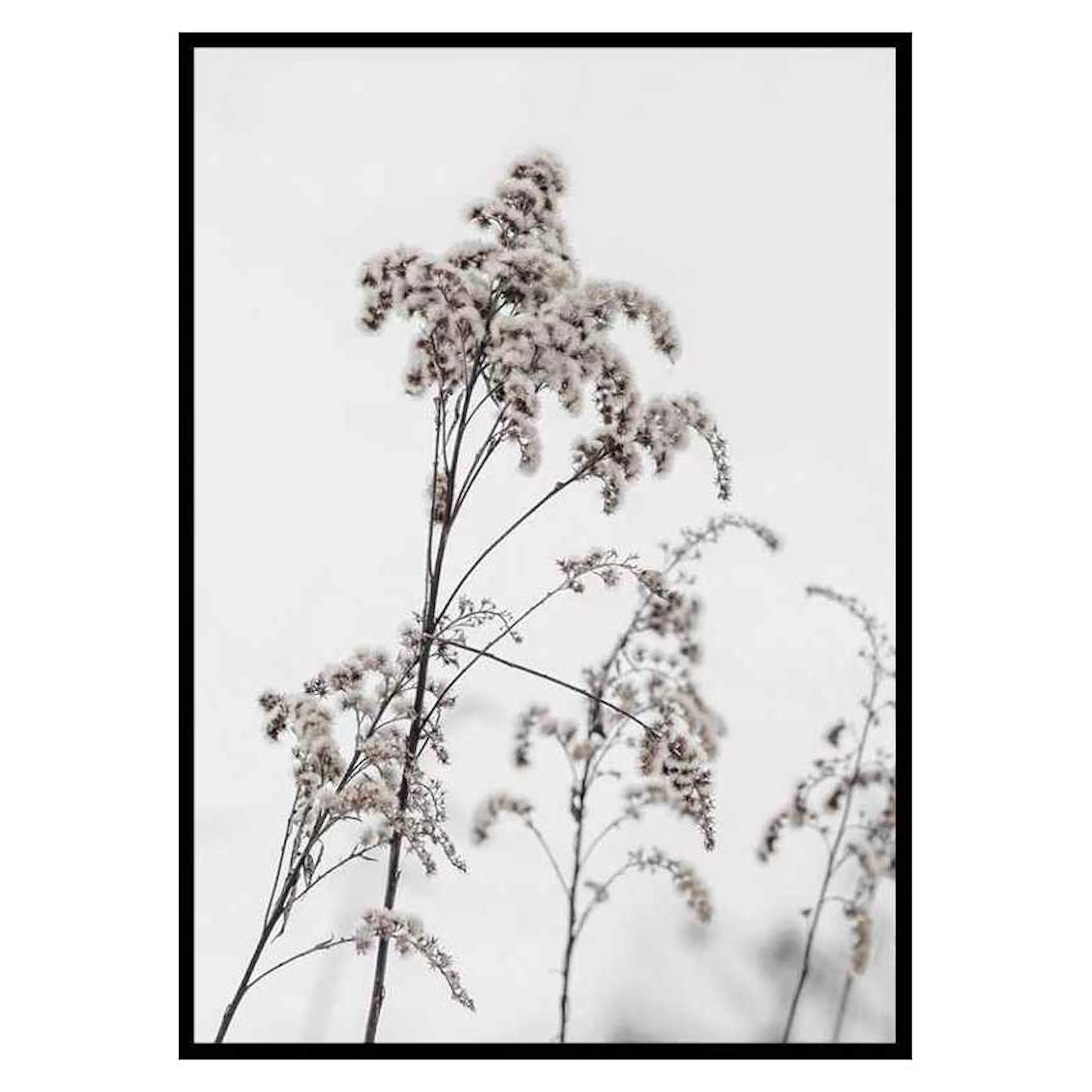 Poster Gallerix Dry Flowers