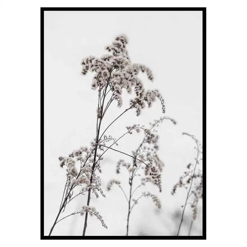 Poster Gallerix Dry Flowers