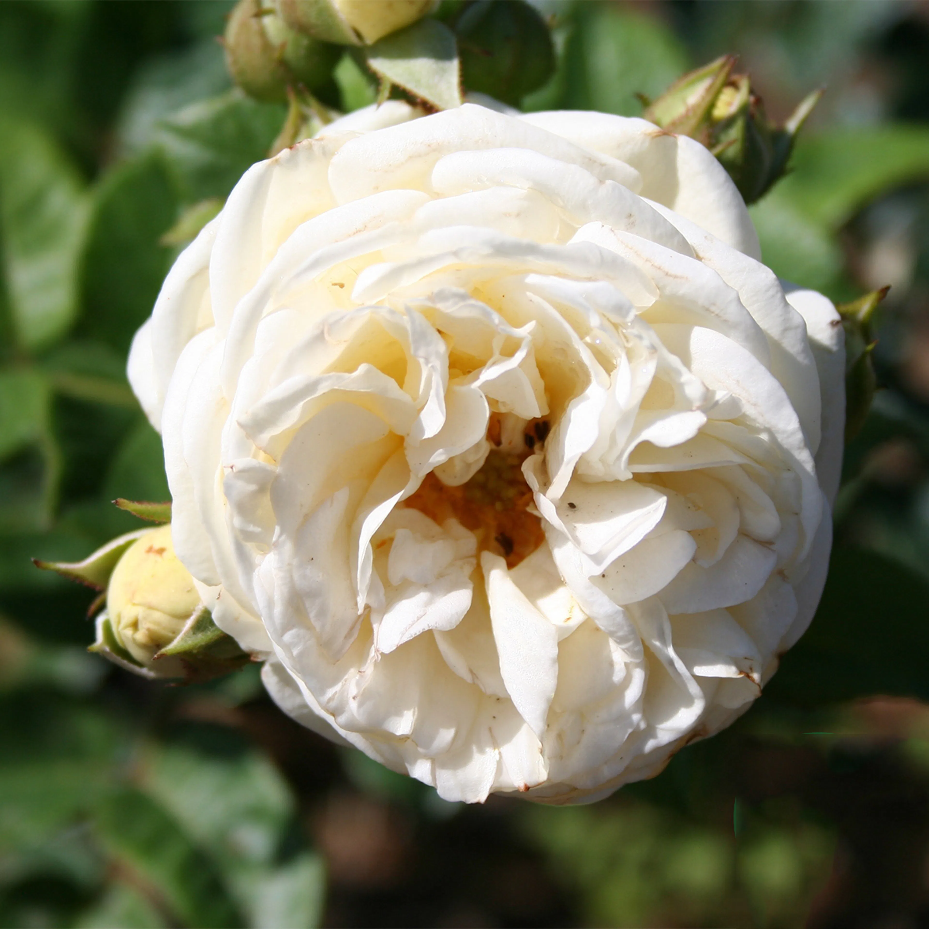 Rosa "Artemis", 1-pack 1-pack