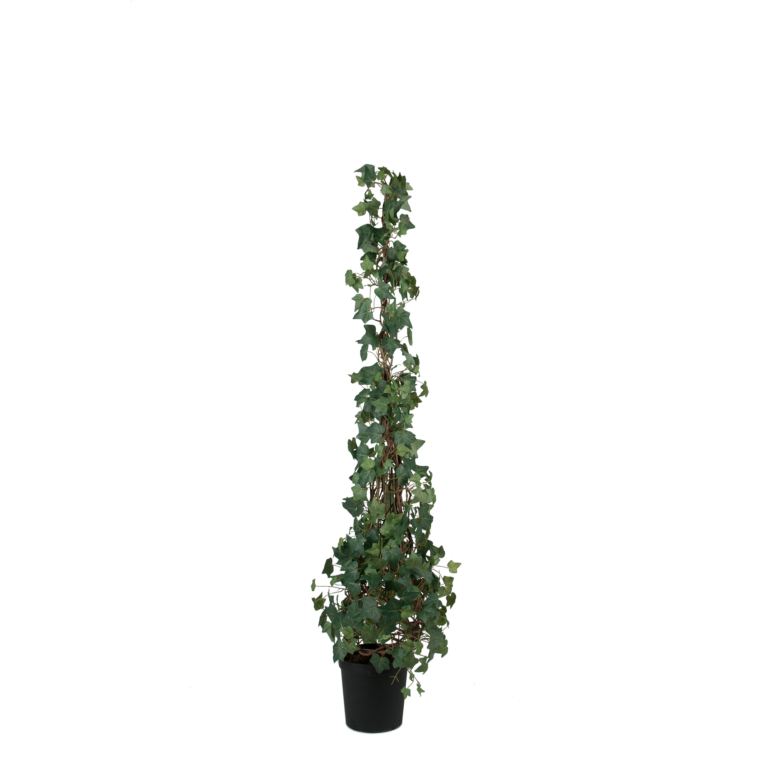 Konstväxt Mr Plant Murgröna 150-180