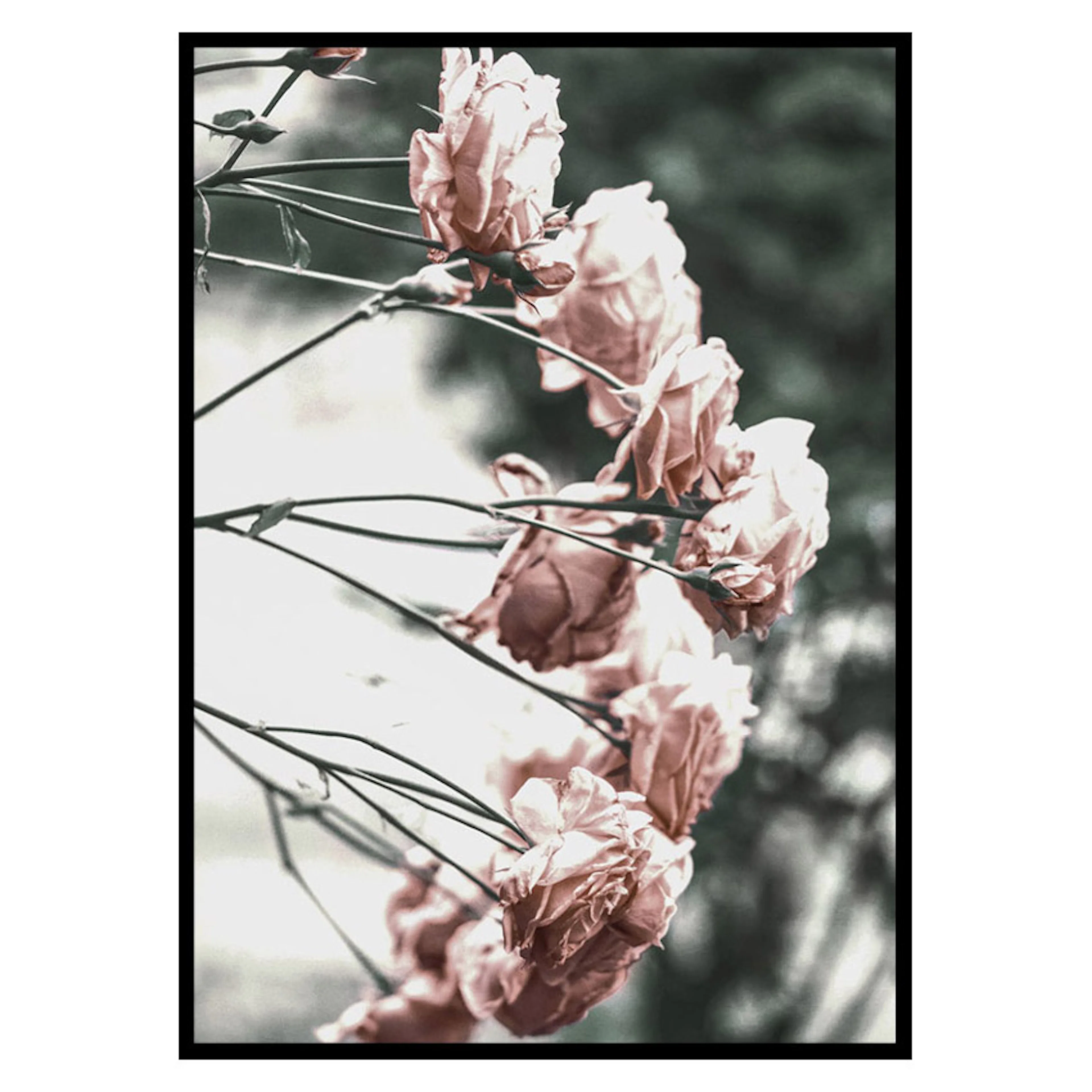 Poster Gallerix Rose Bush