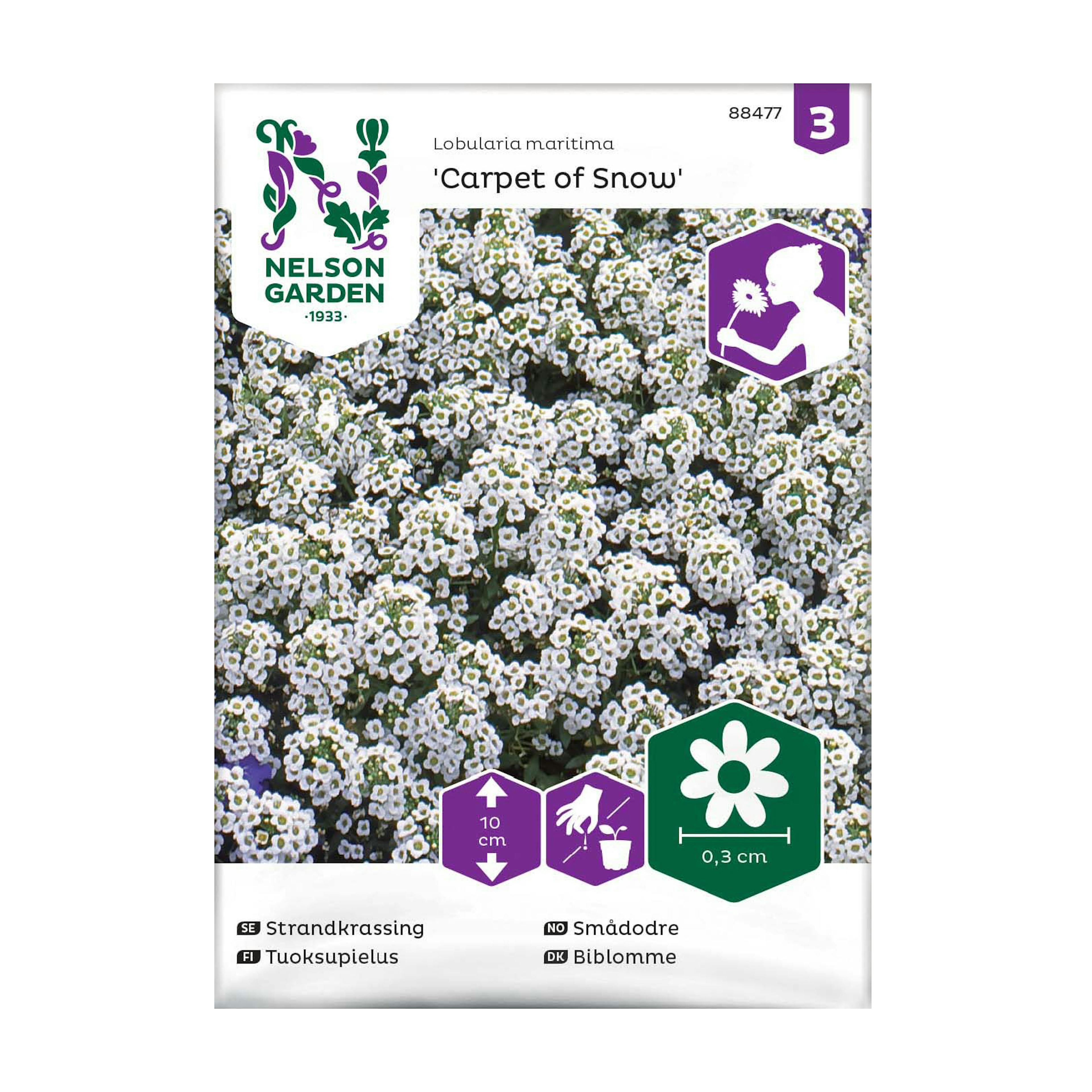 Frö Strandkrassing Nelson Garden Carpet of Snow