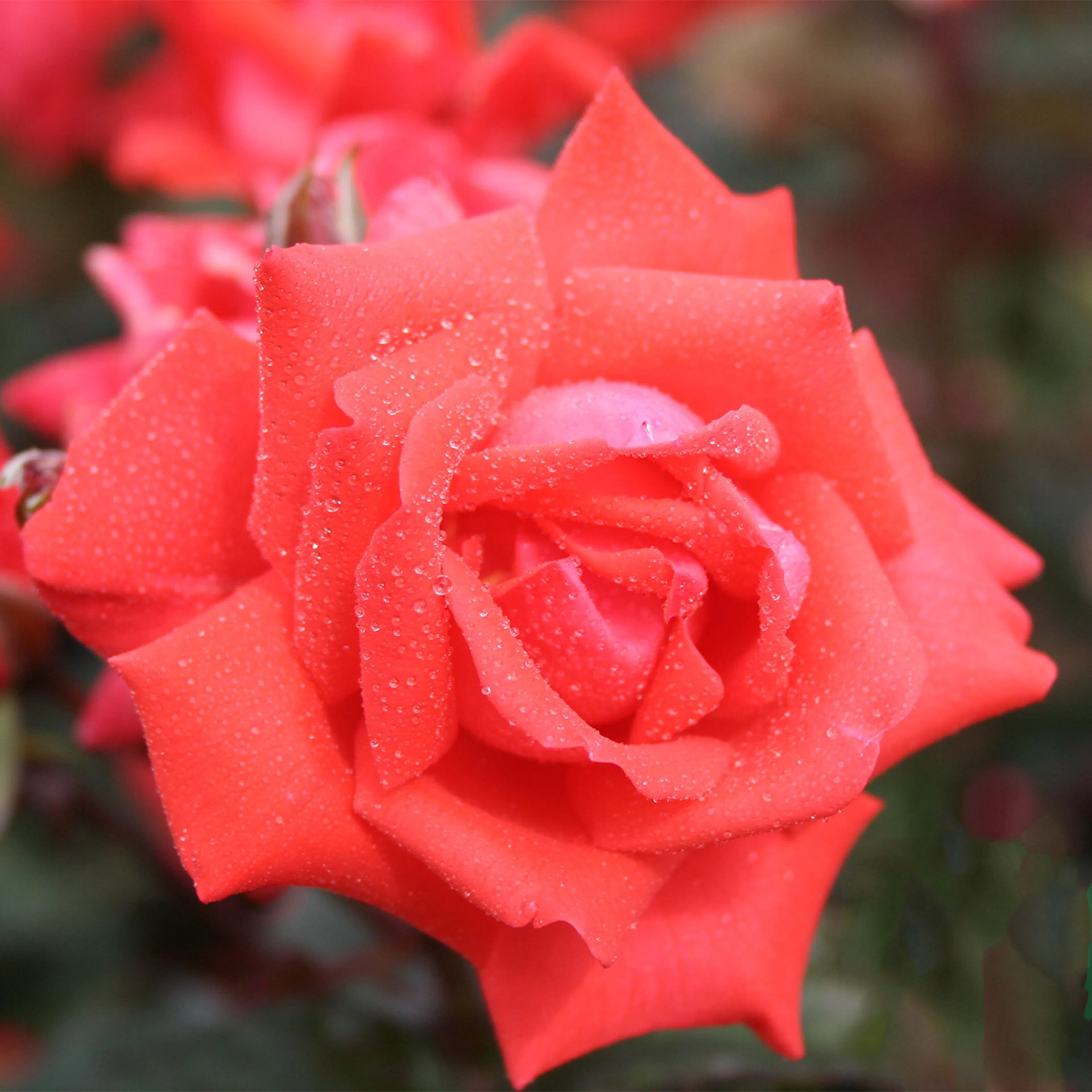 Rosa "Piccolo", 5-pack 5-pack