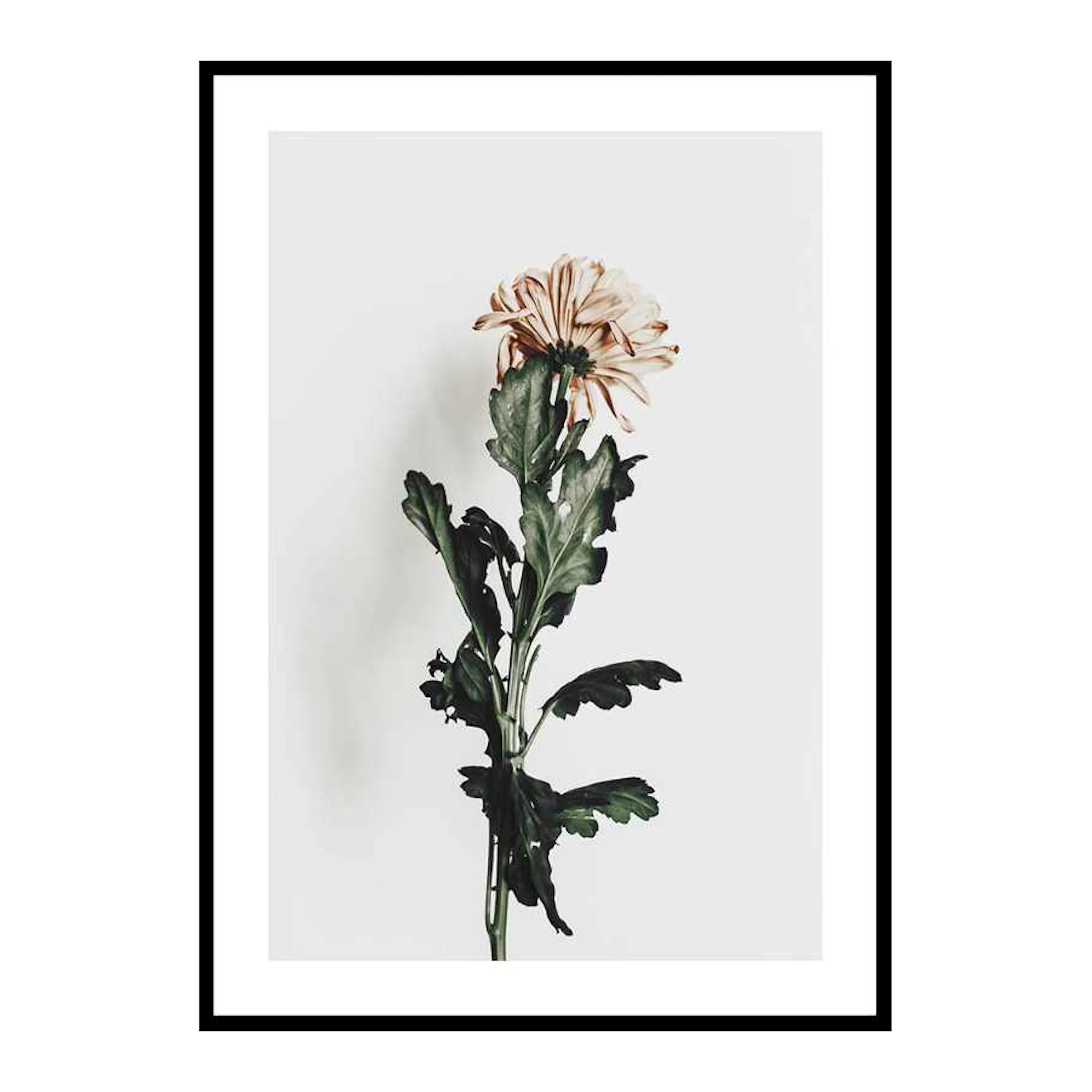 Chrysanthemum No1 50x70 cm
