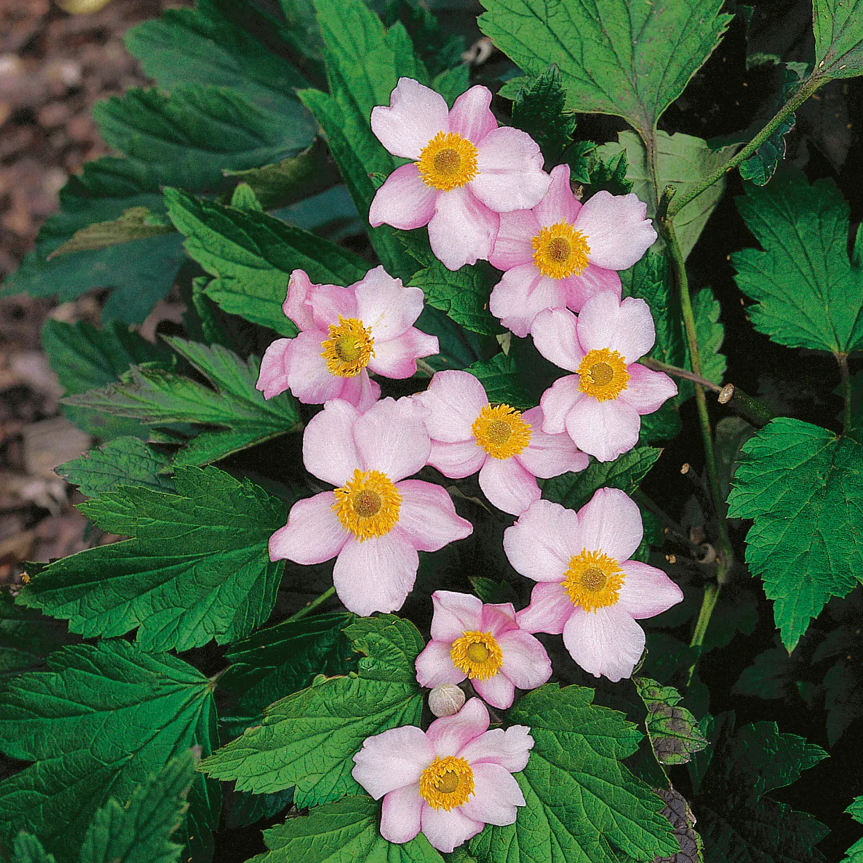 Anemone tomentosa 'Robustissima', 2L, 10-pack 10-pack
