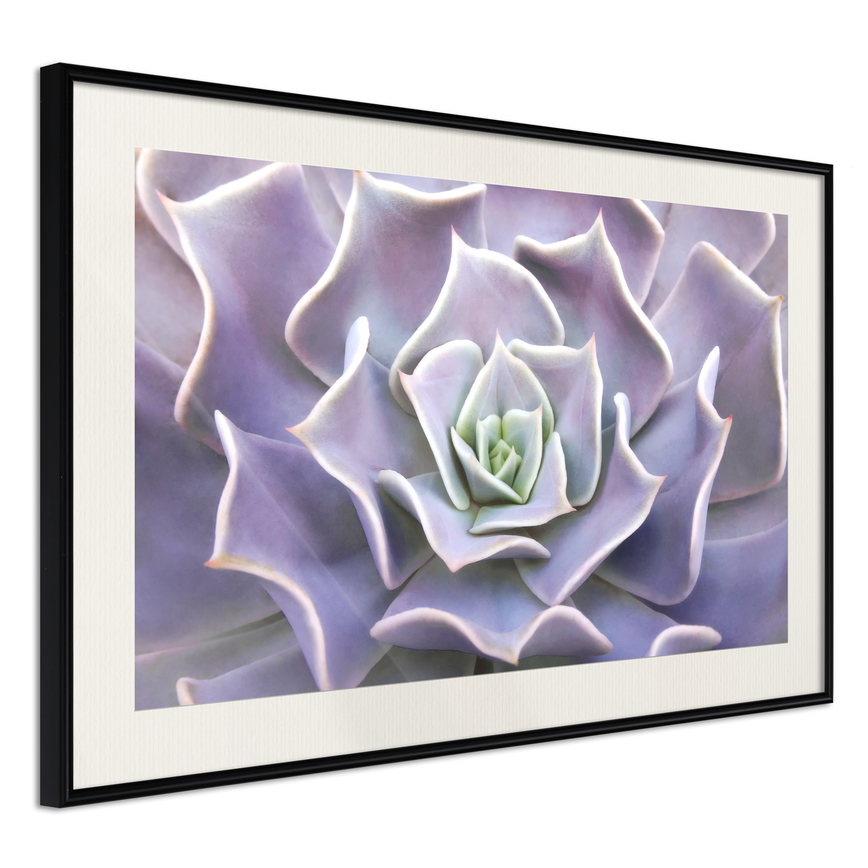 Affisch - Purple Succulent [Poster] 45x30 Svart ram med passepartout, 45x30 cm