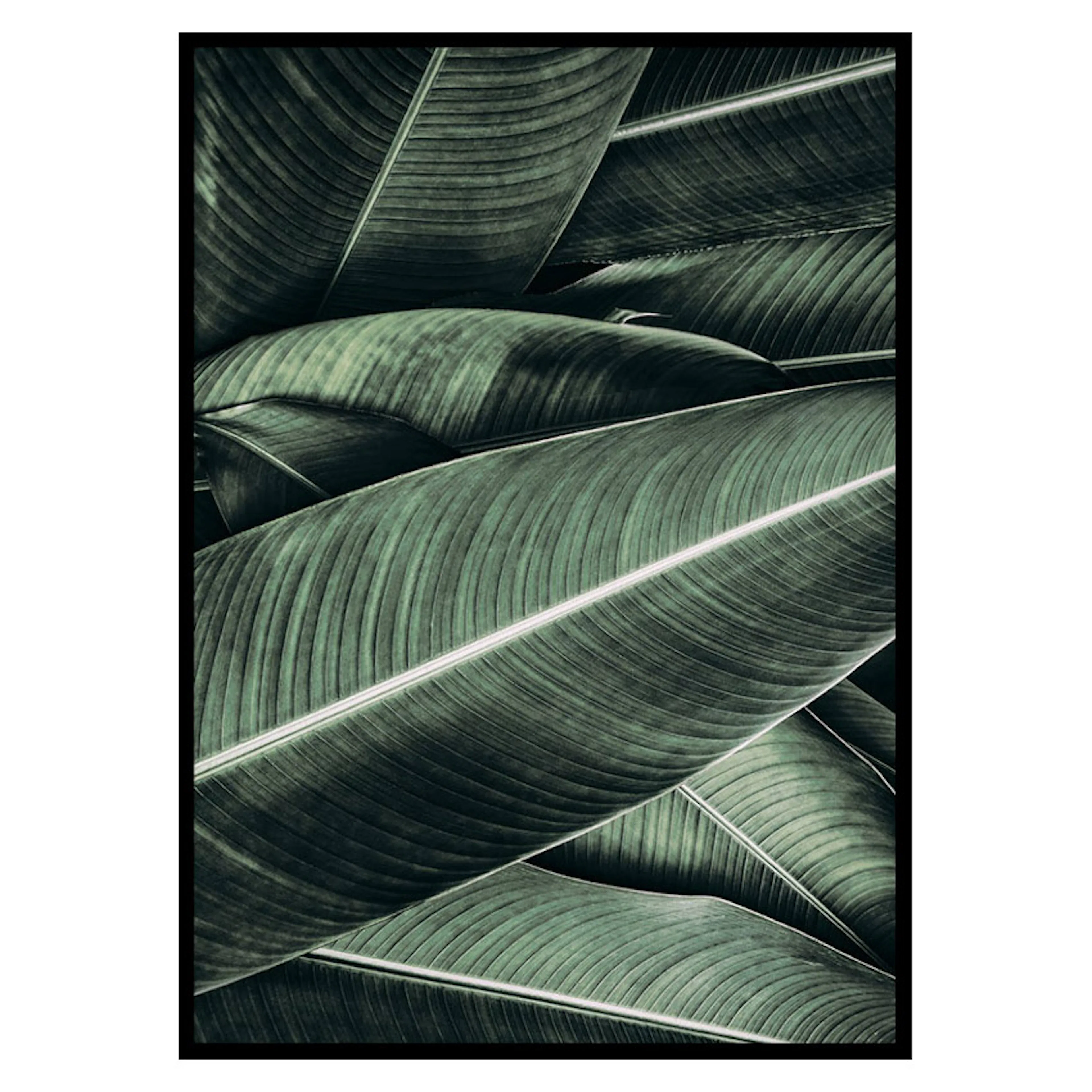 Poster Gallerix Banana Leaves No2