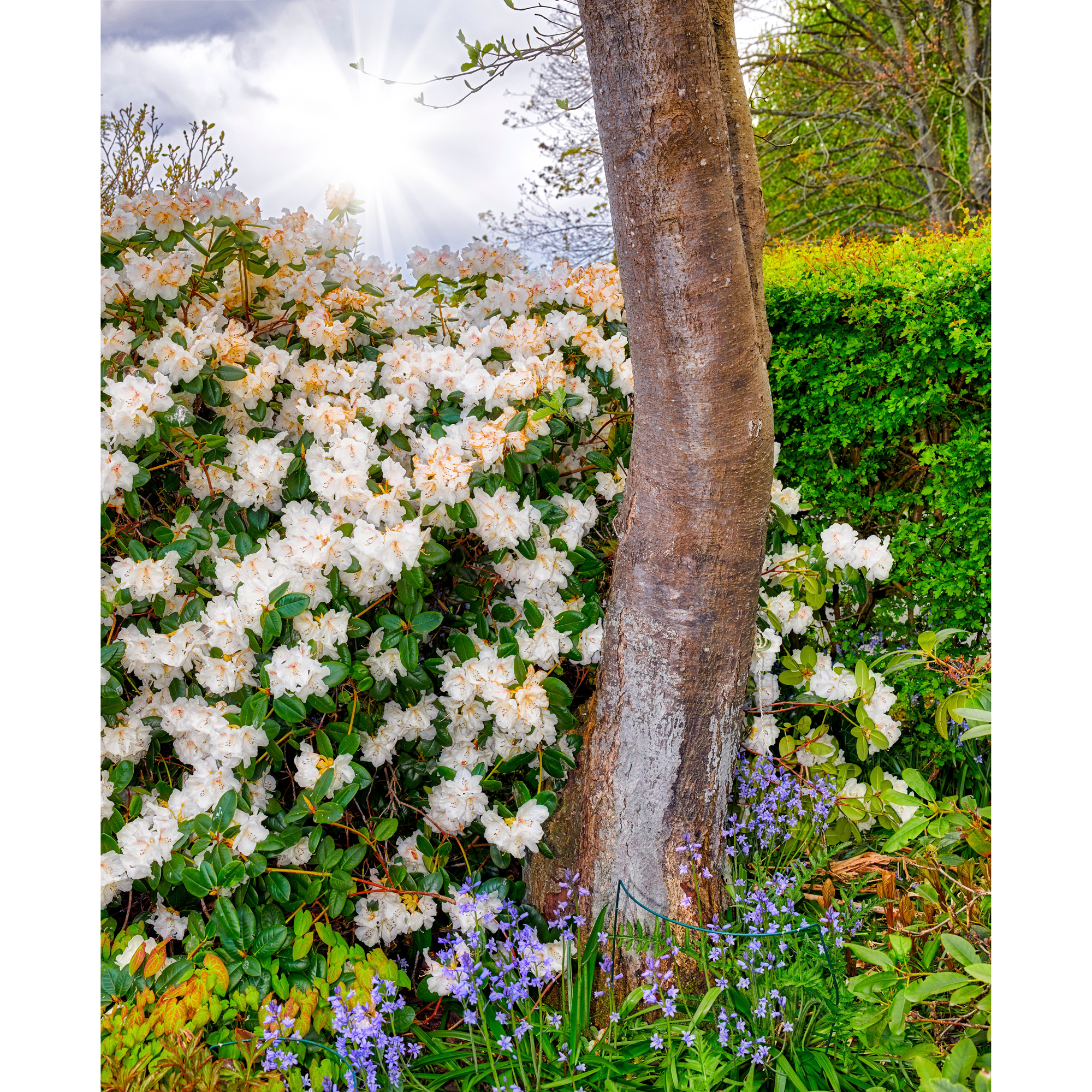 Rhododendron Amerikansk Alpros Omnia Garden Dora Amateis 25-30 cm