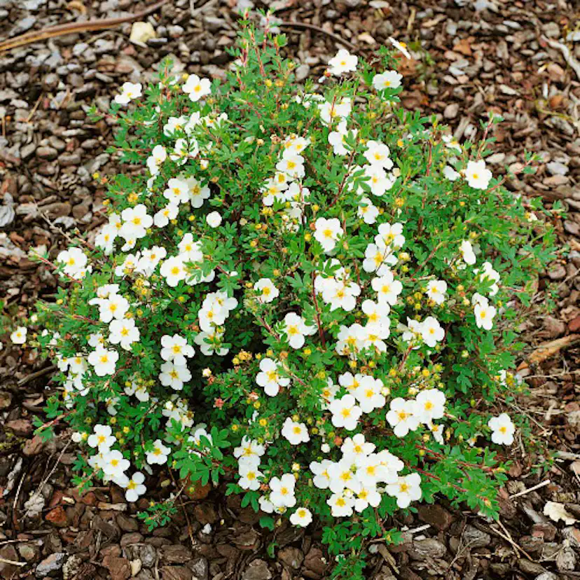Planta Vit Ölandstok Omnia Garden 10-30cm Krukodlade