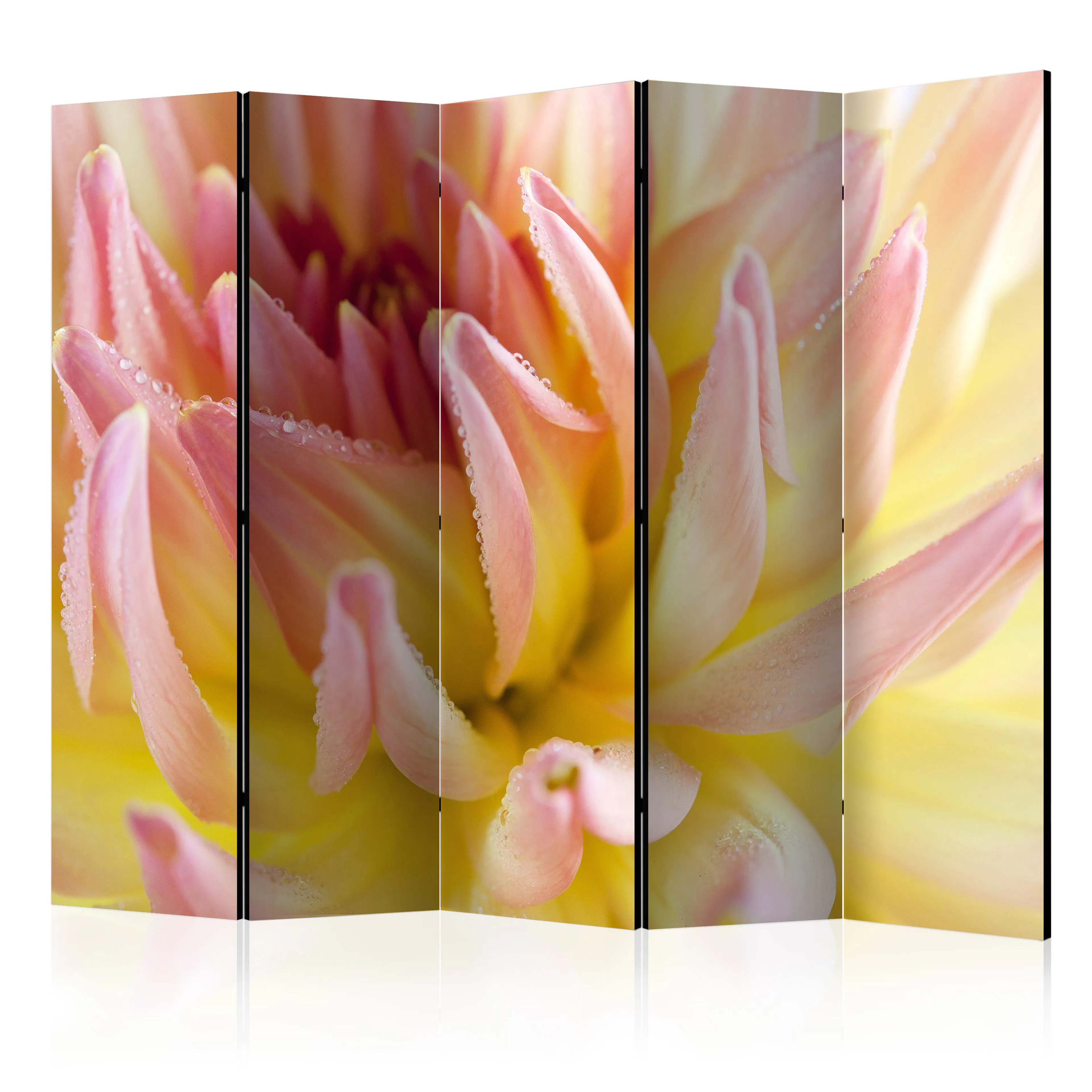 Rumsavdelare Arkiio Pastel Colored Dahlia Flower With Dew Drops II 225x172 cm