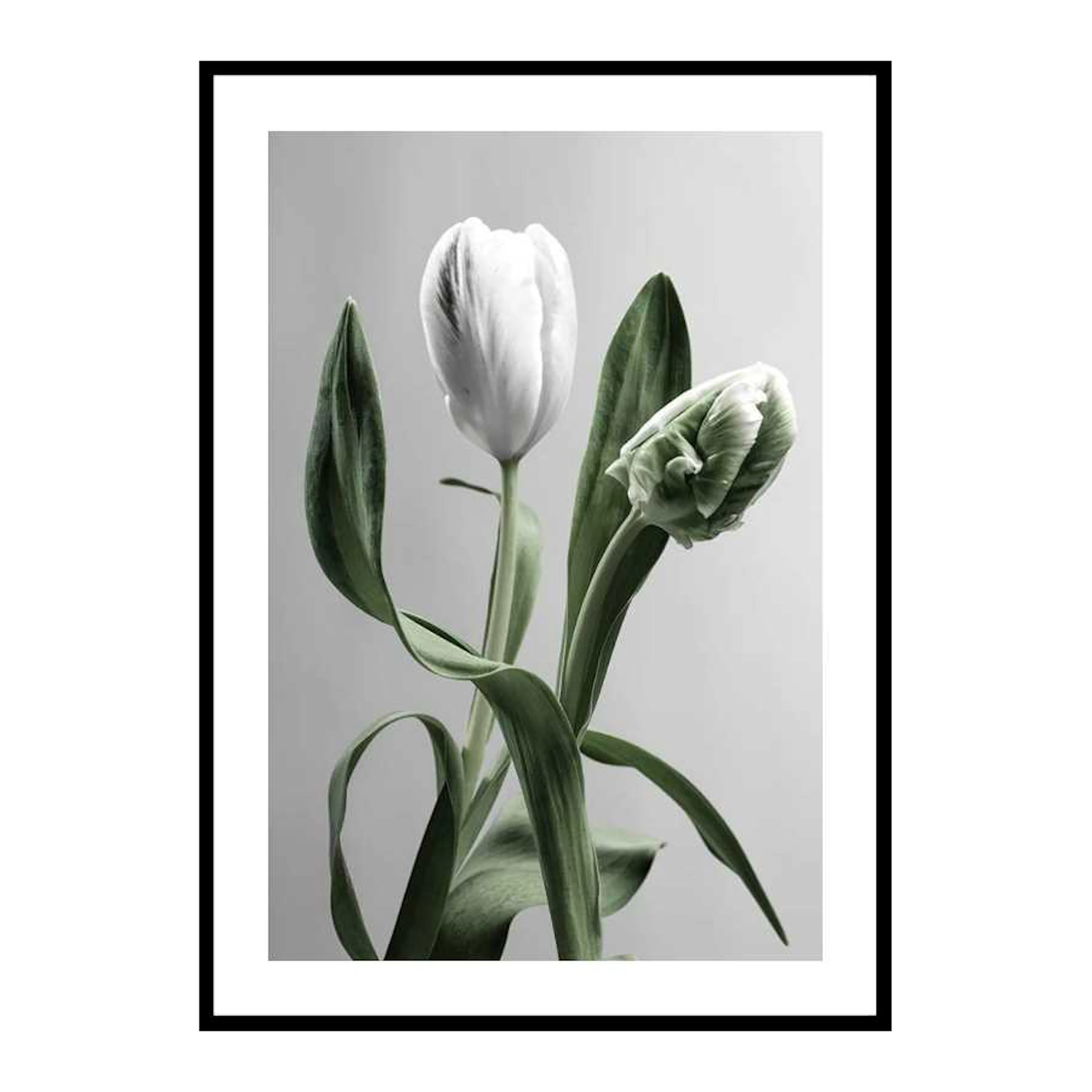Tulip Flower 30x40 cm