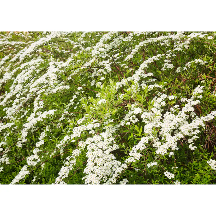 Planta Norsk brudspirea Omnia Garden 20-40cm Krukodlade