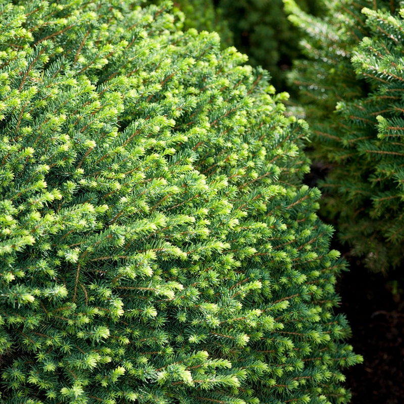 Serbisk Dvärggran Omnia Garden Karel