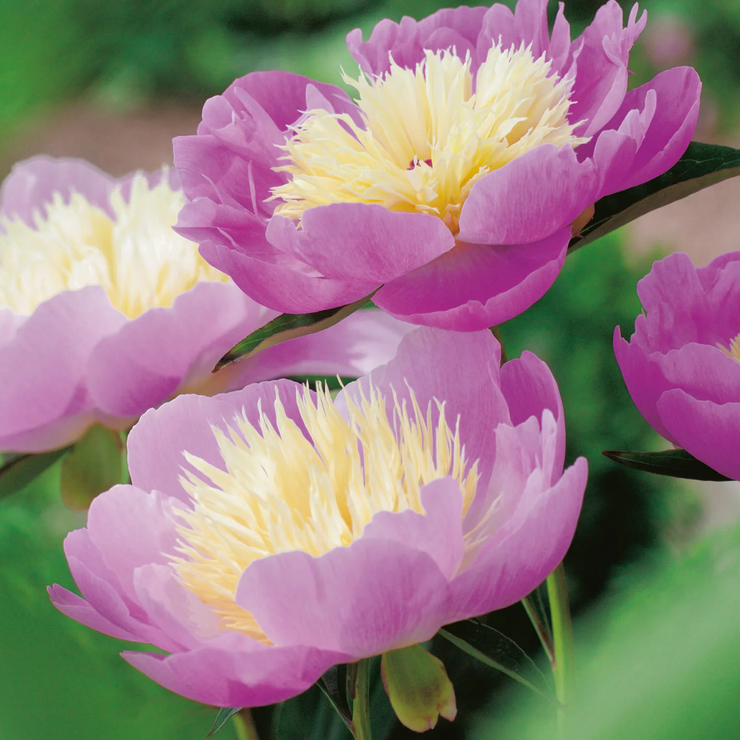 Luktpion Omnia Garden Bowl of Beauty