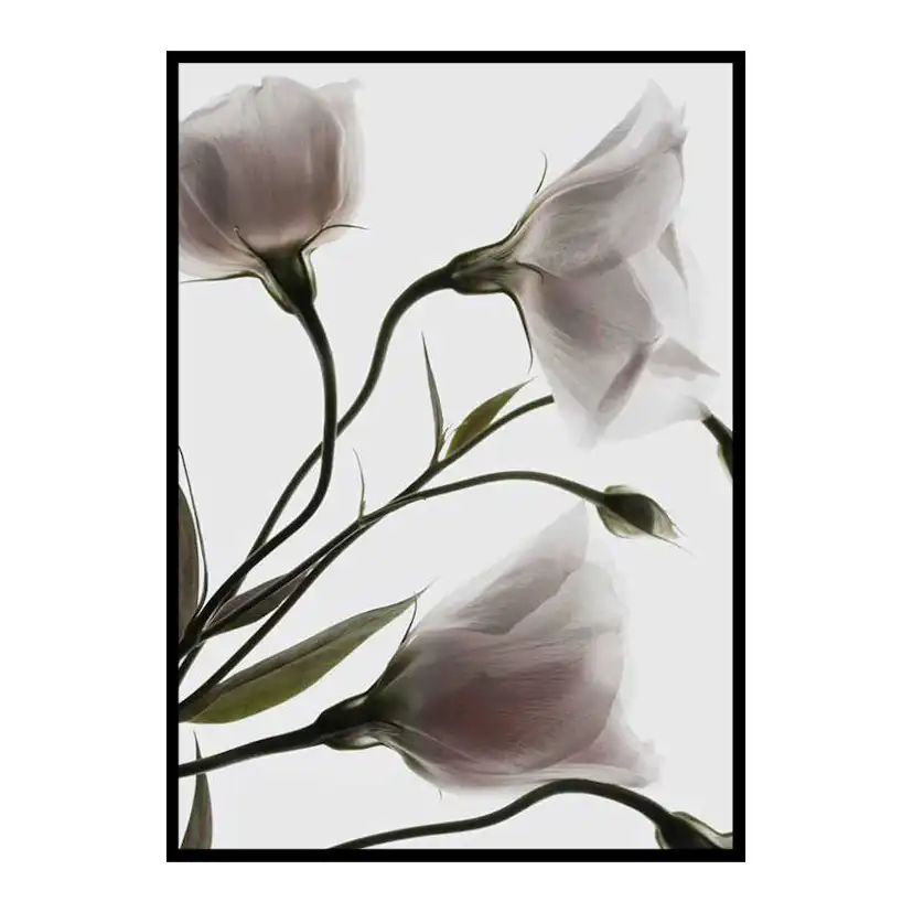 Poster Gallerix Three White Flowers