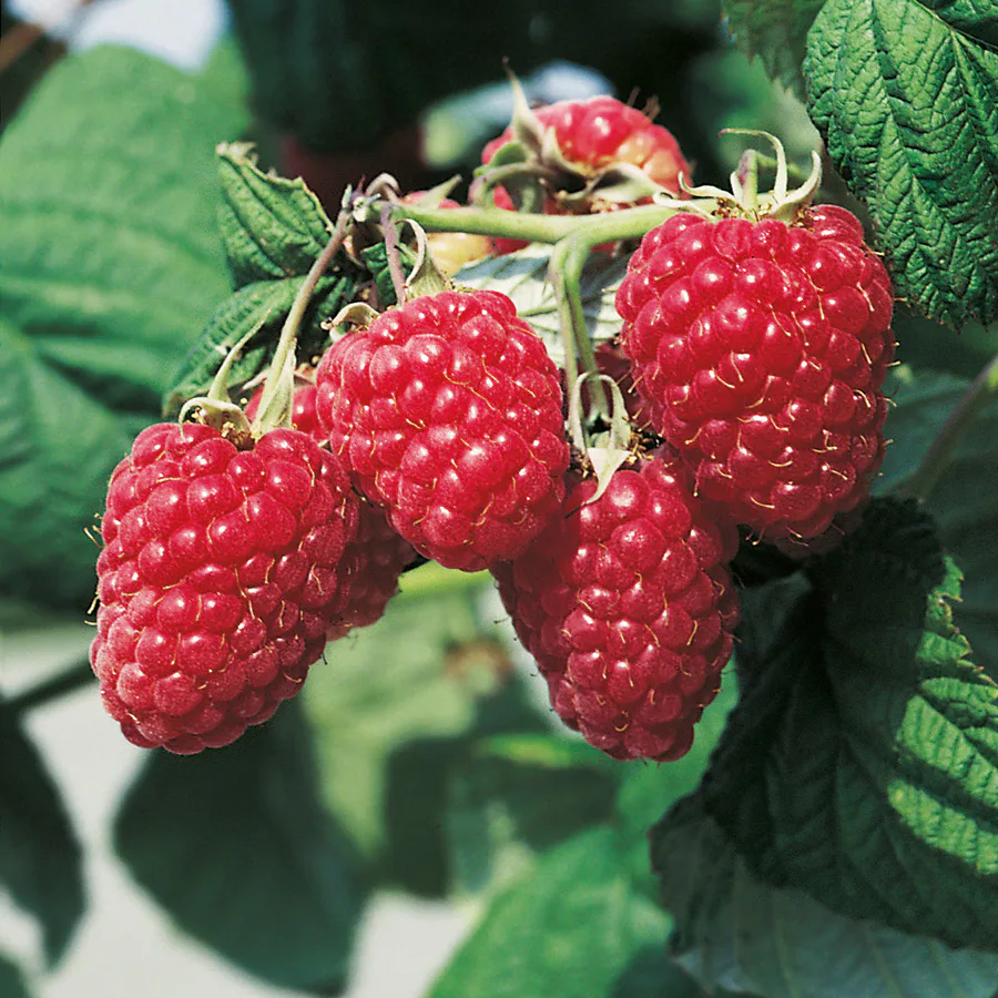 Buske Ljusrött Trädgårdshallon Omnia Garden Preussen 40-60 cm