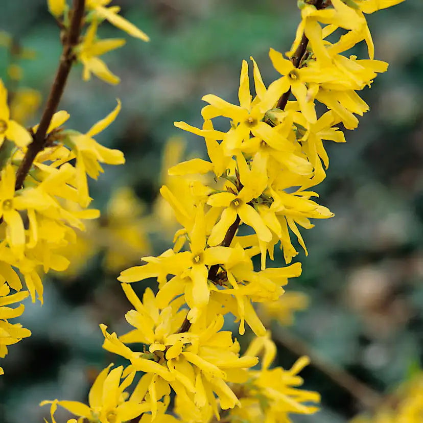 Prydnadsbuske Omnia Garden Prydnadsbuske Hybridforsythia 125-150cm