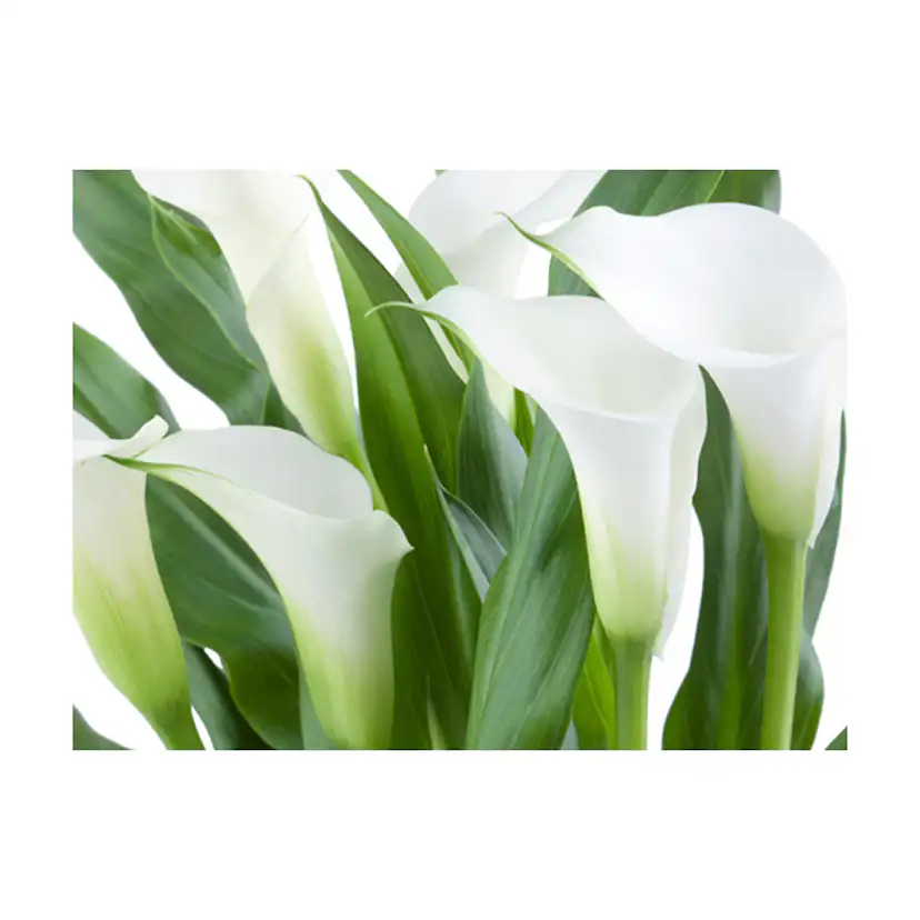 blombukett - callas 250x193 Storlek: 250x193 cm