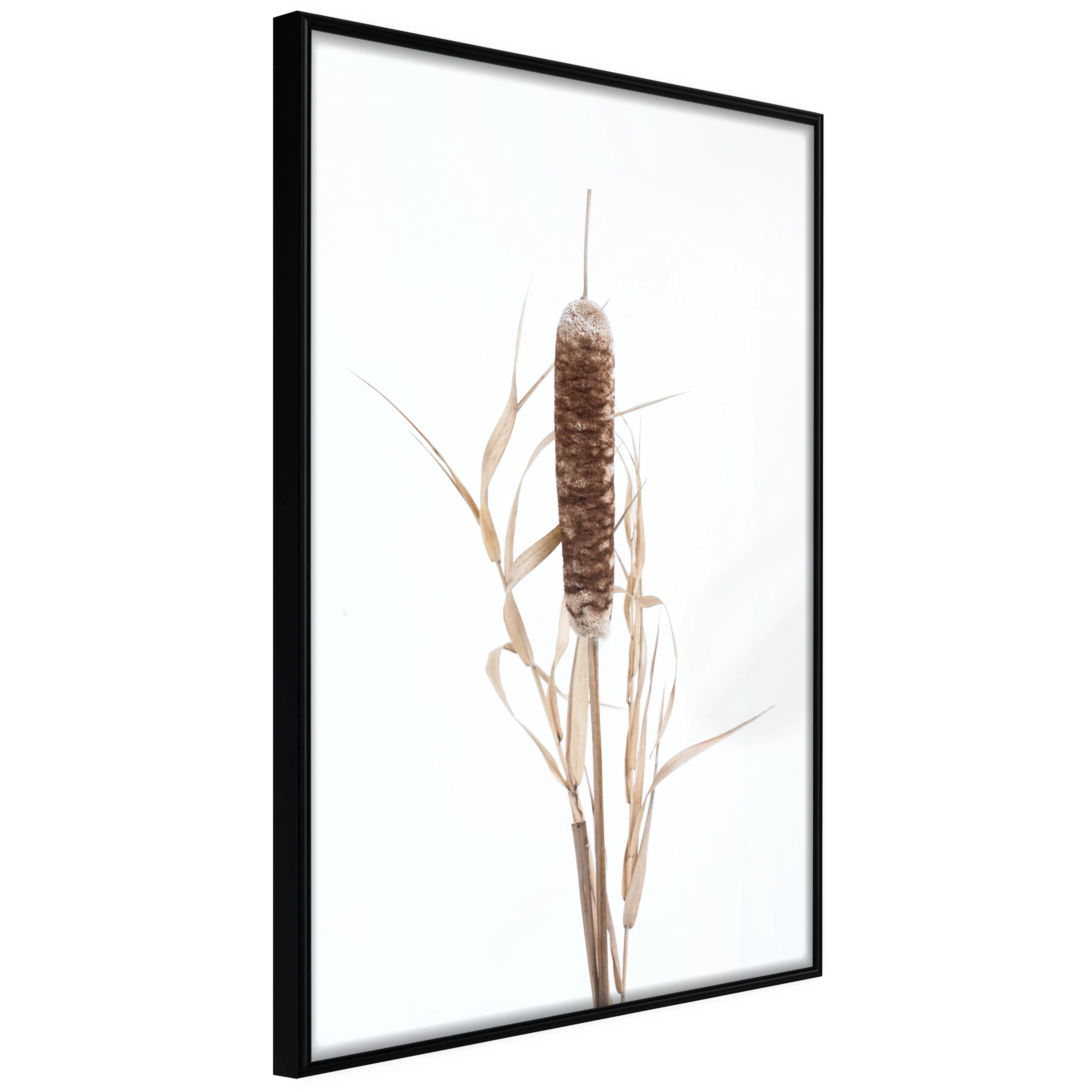 Affisch - Queen of the Swamps [Poster] 40x60 Svart ram, 40x60 cm