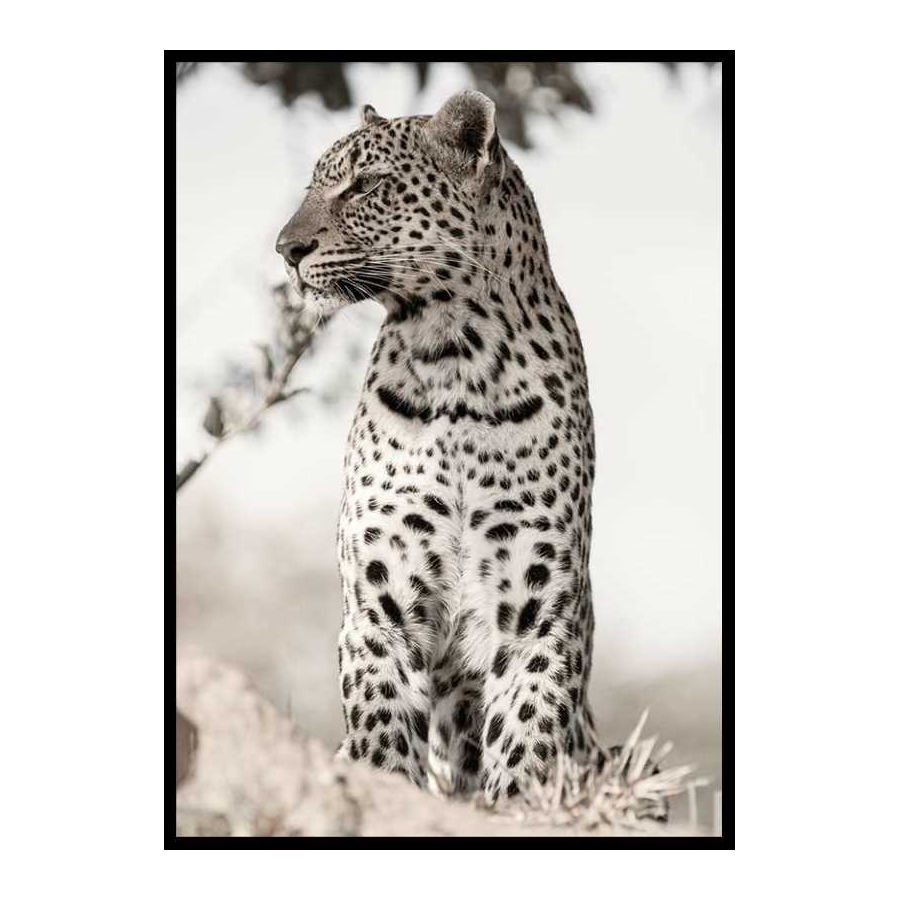 Poster Gallerix African Leopard