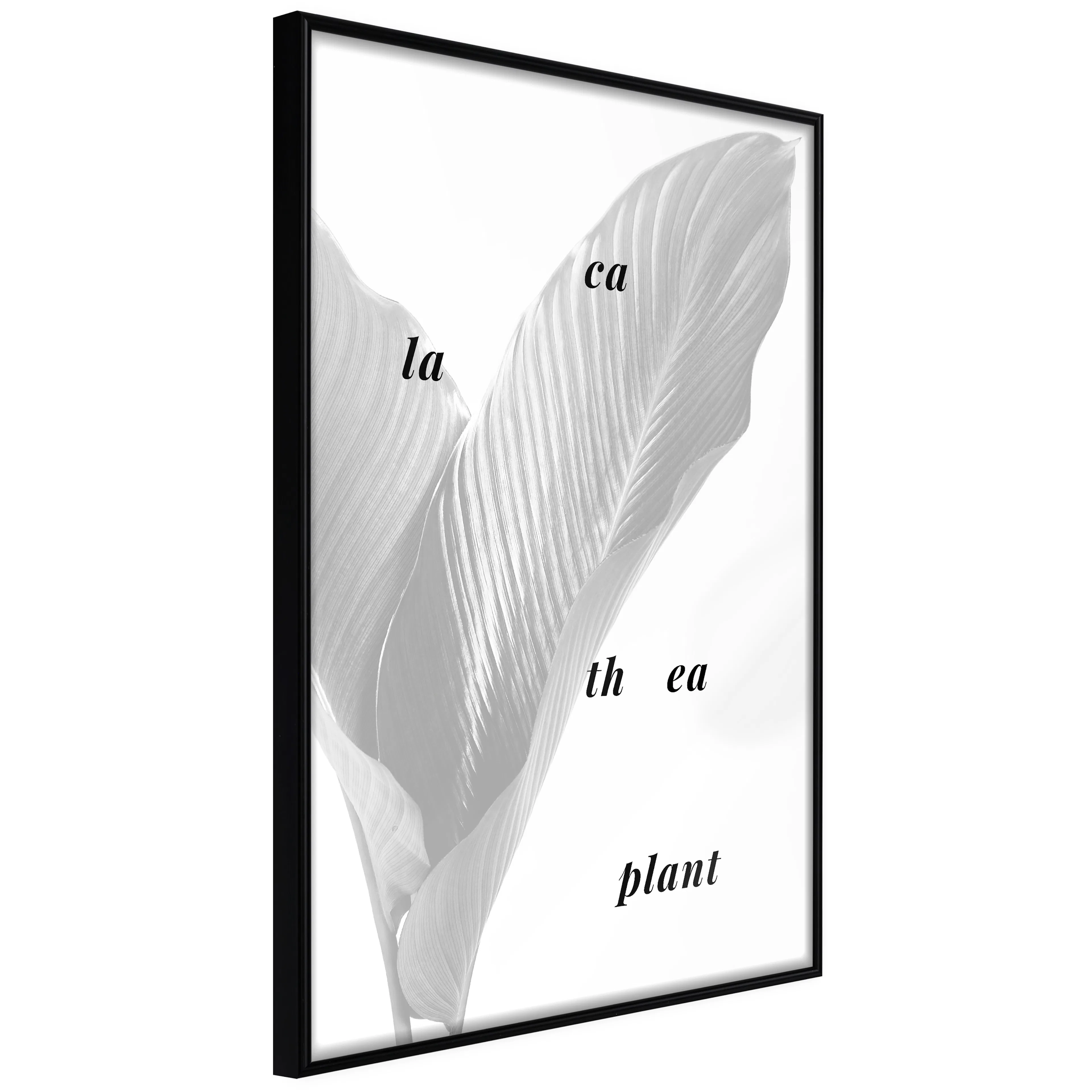 Affisch - Calathea Plant [Poster] 40x60 Svart ram, 40x60 cm