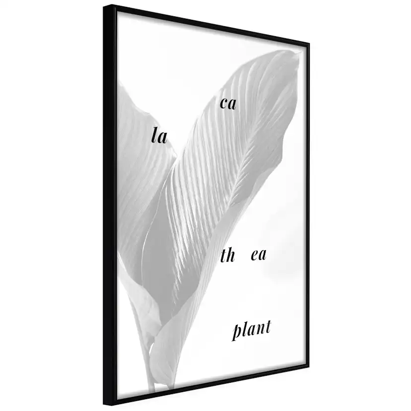 Poster Artgeist Affisch Calathea Plant